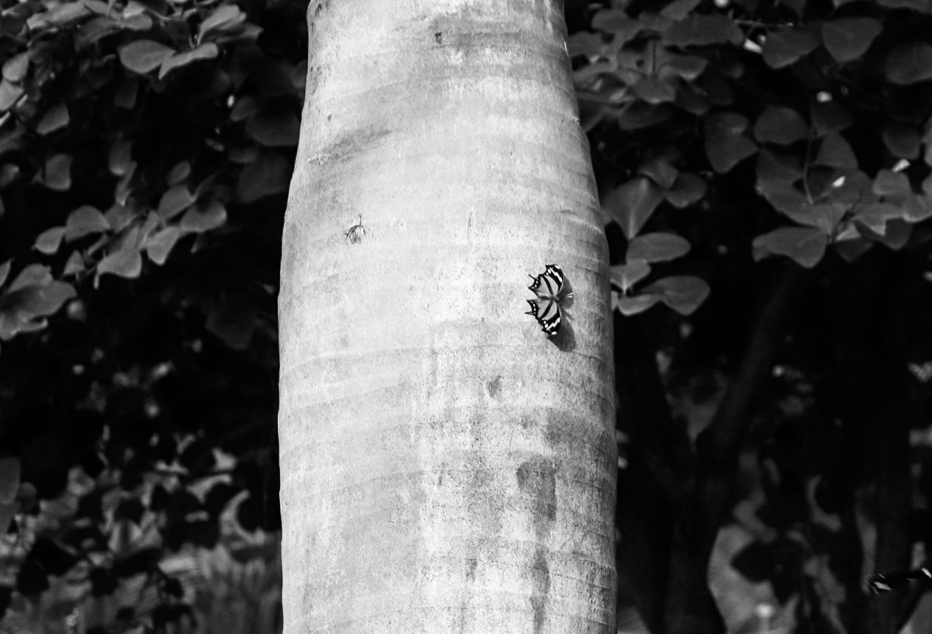 Photo : Papillon