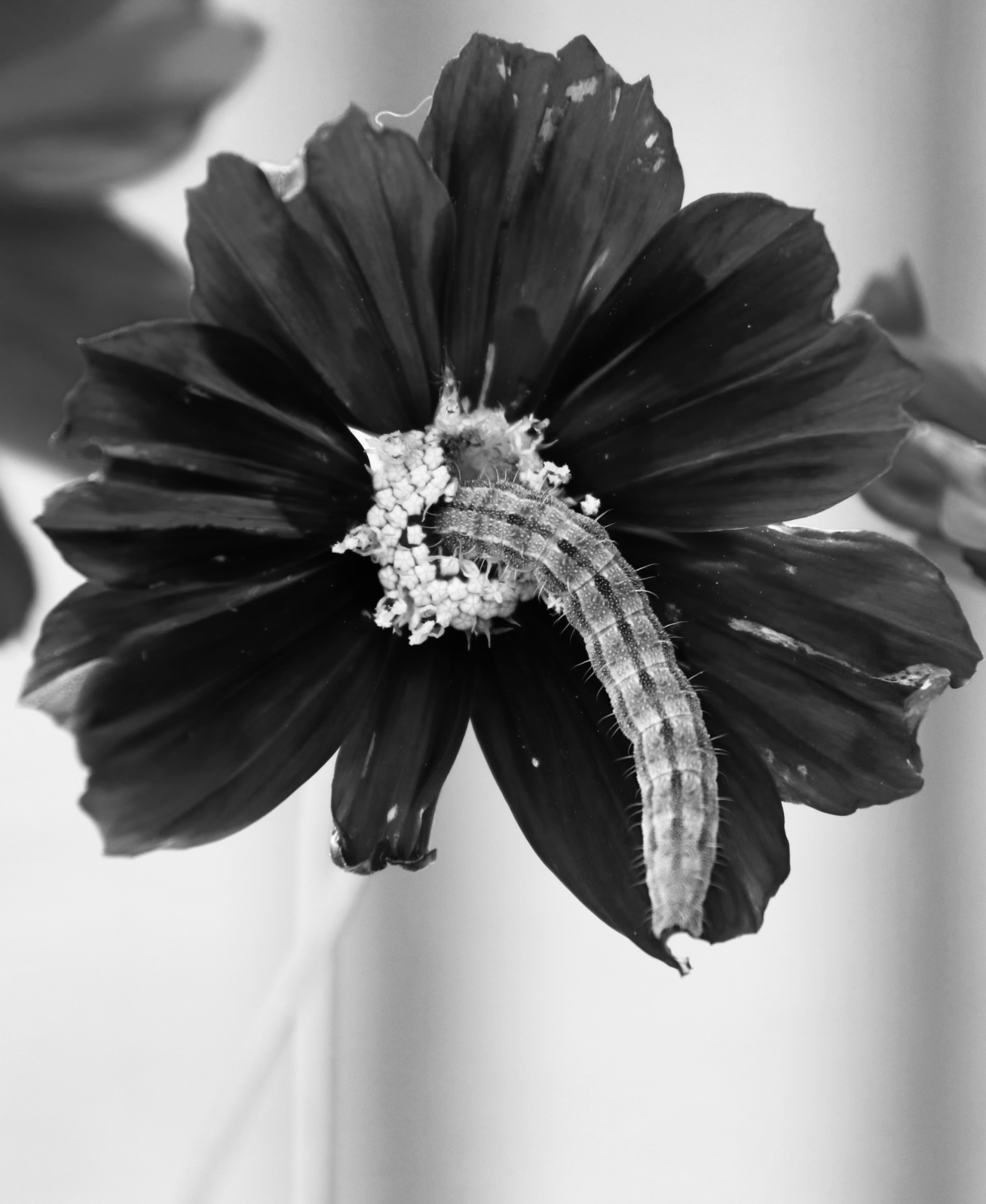 Photo : Chenille dans fleur.