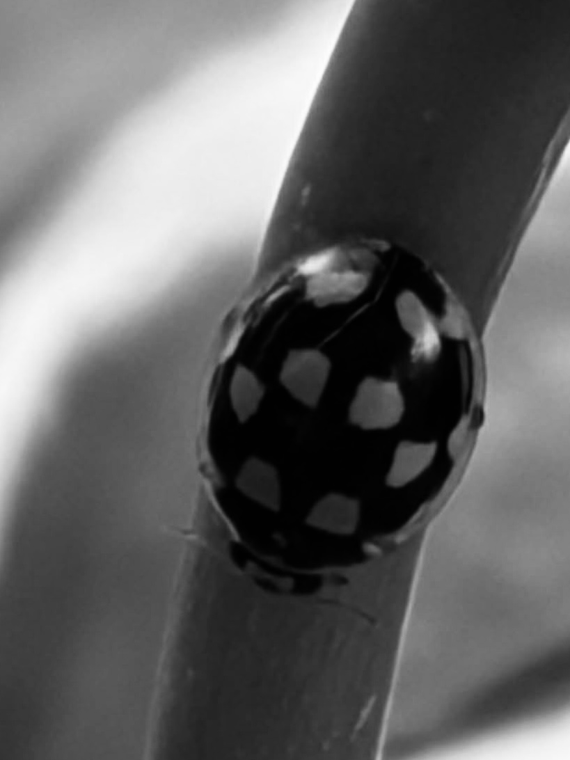 Photo : Coccinelle noire
