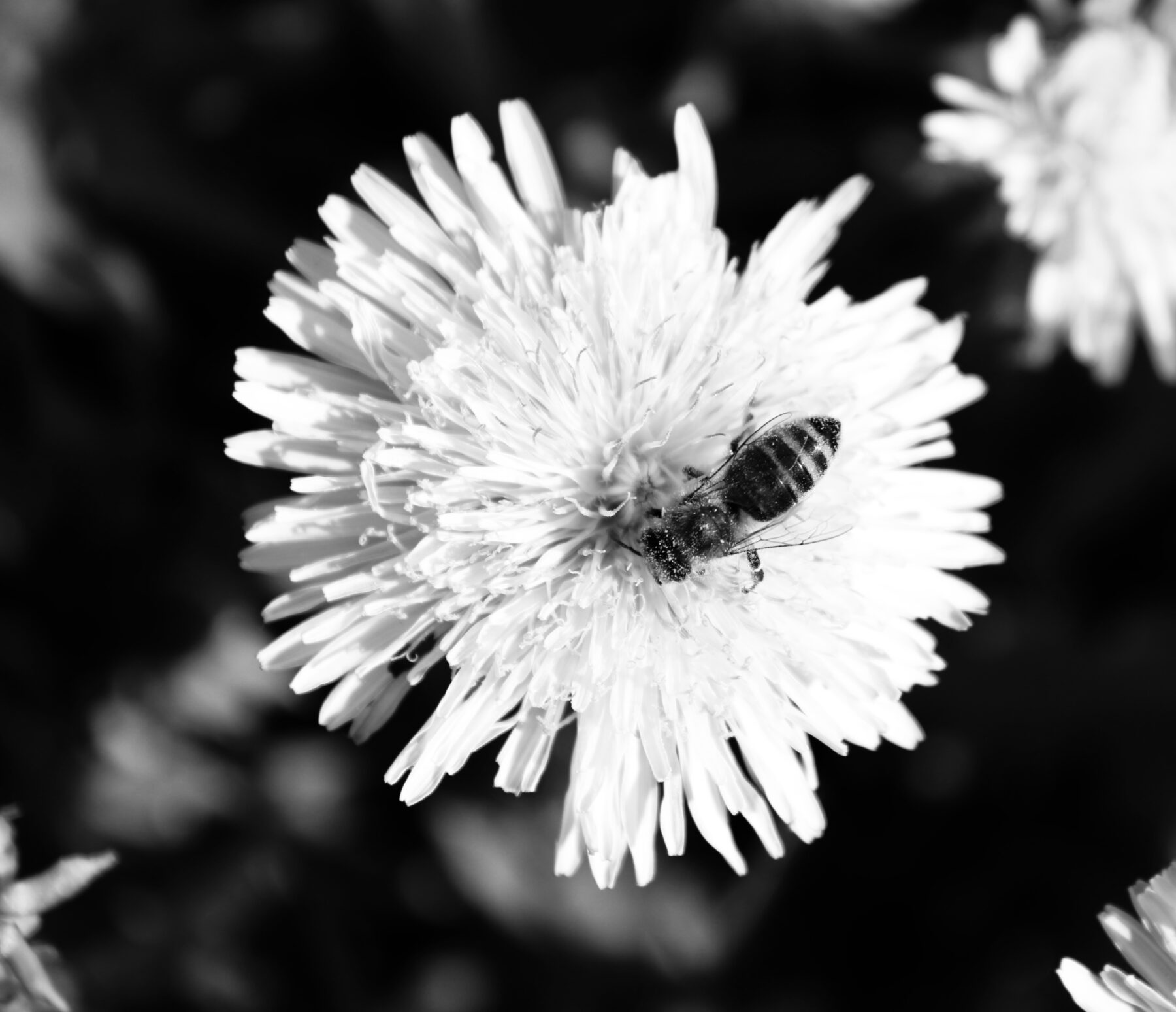 Photo : Abeille