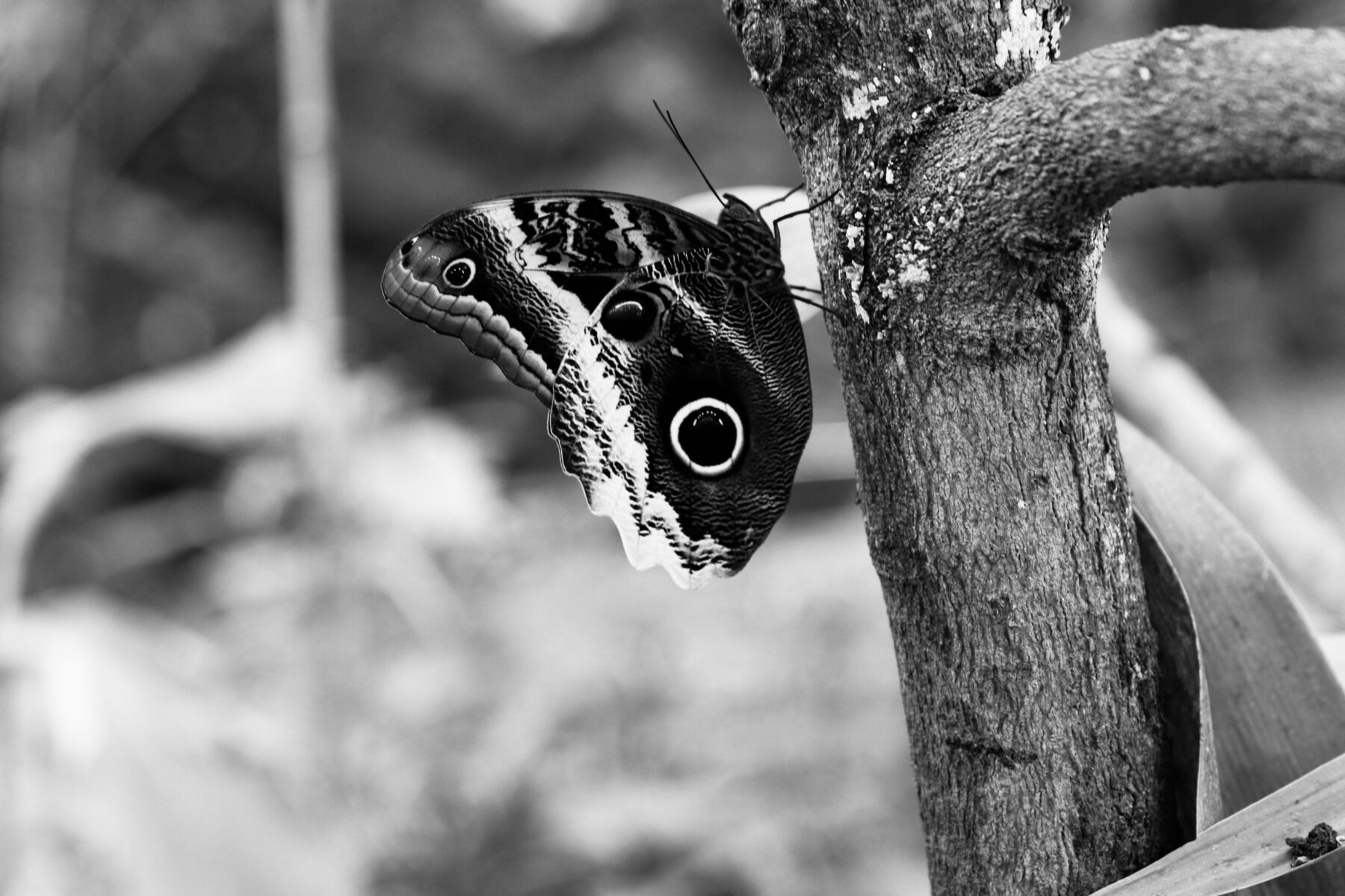 Photo : Les yeux du hibou