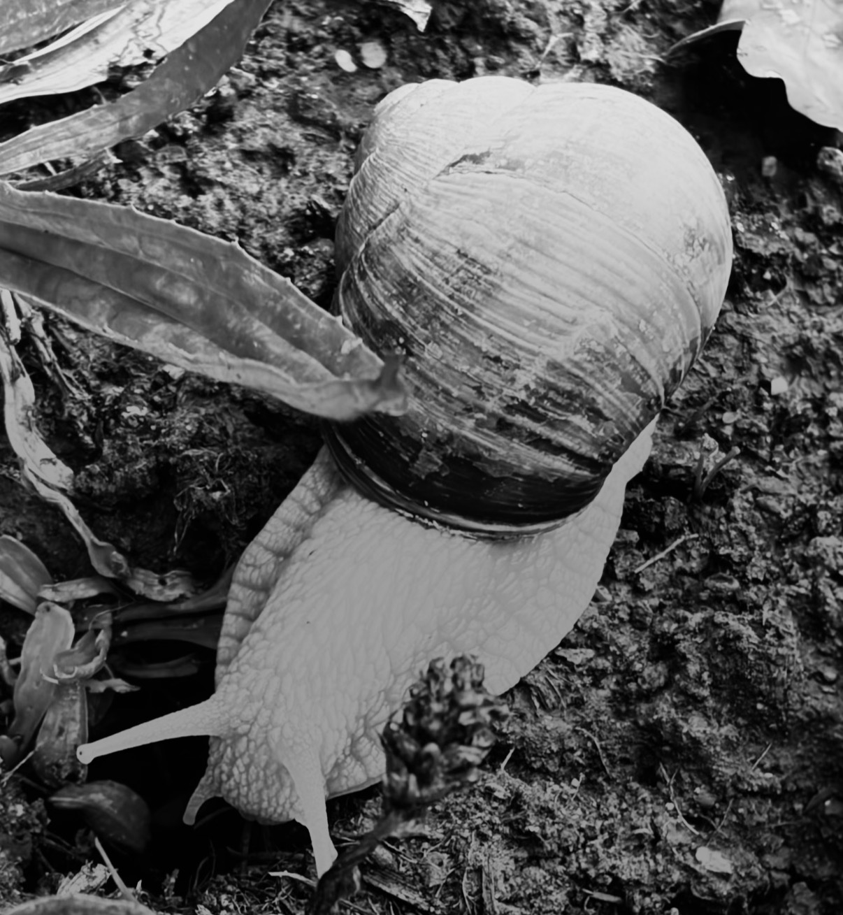 Photo : Escargot
