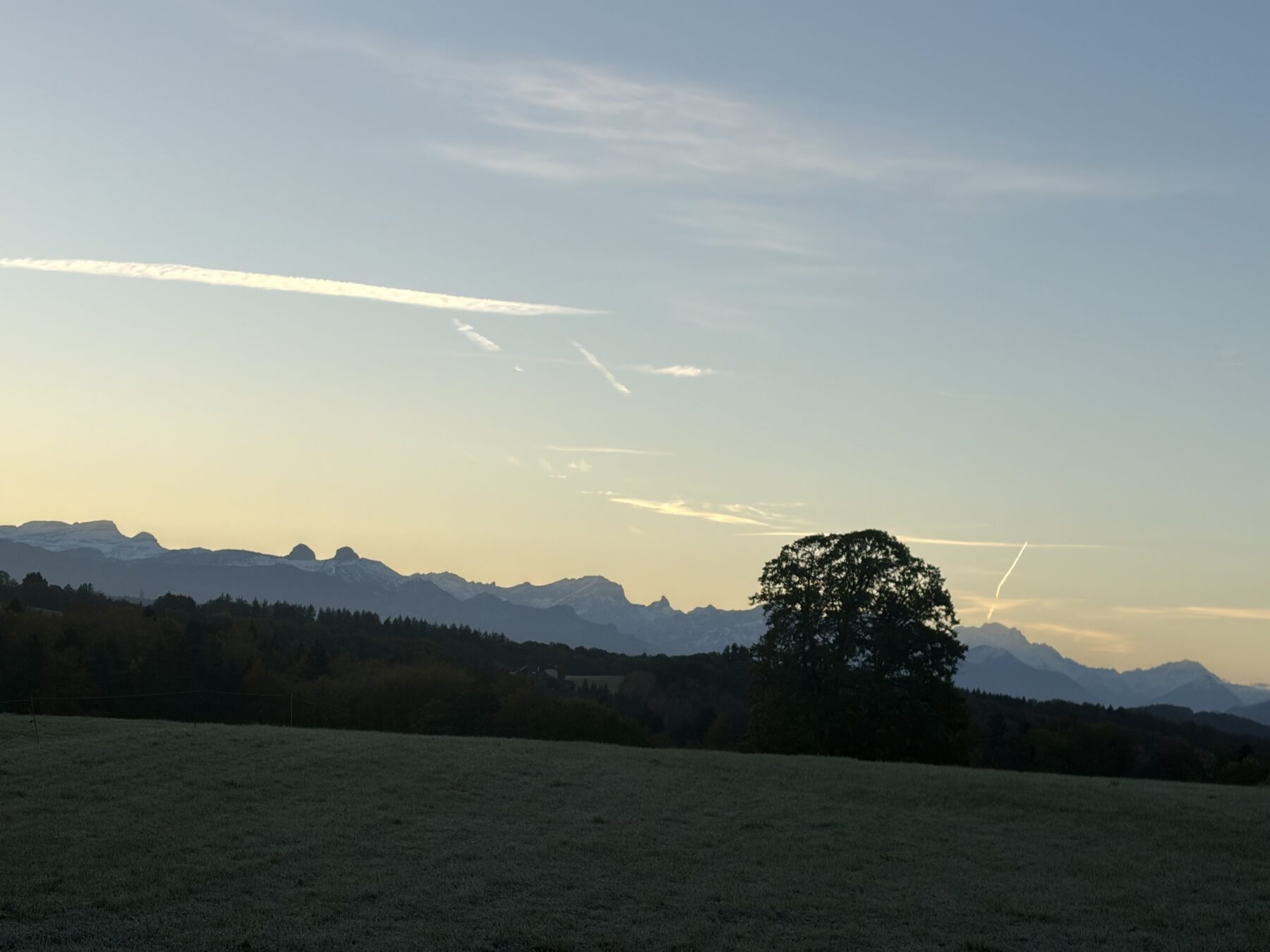 Photo : Arbre au lever de soleil