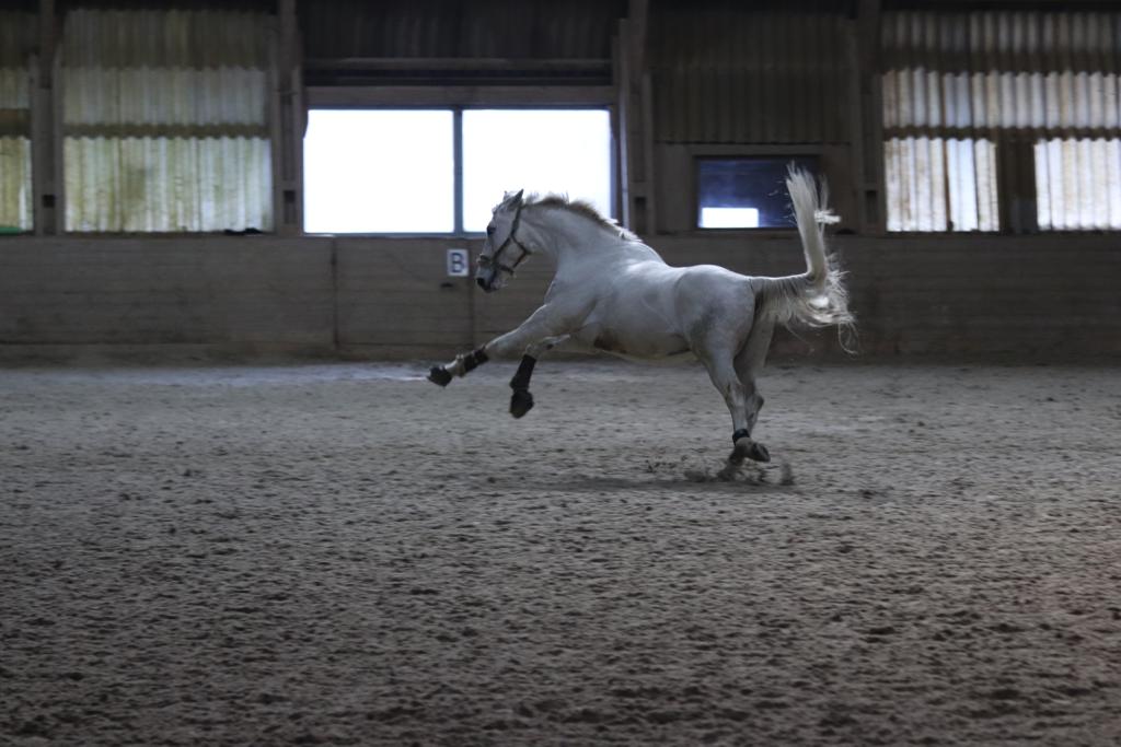 Cheval qui se défoule au manège