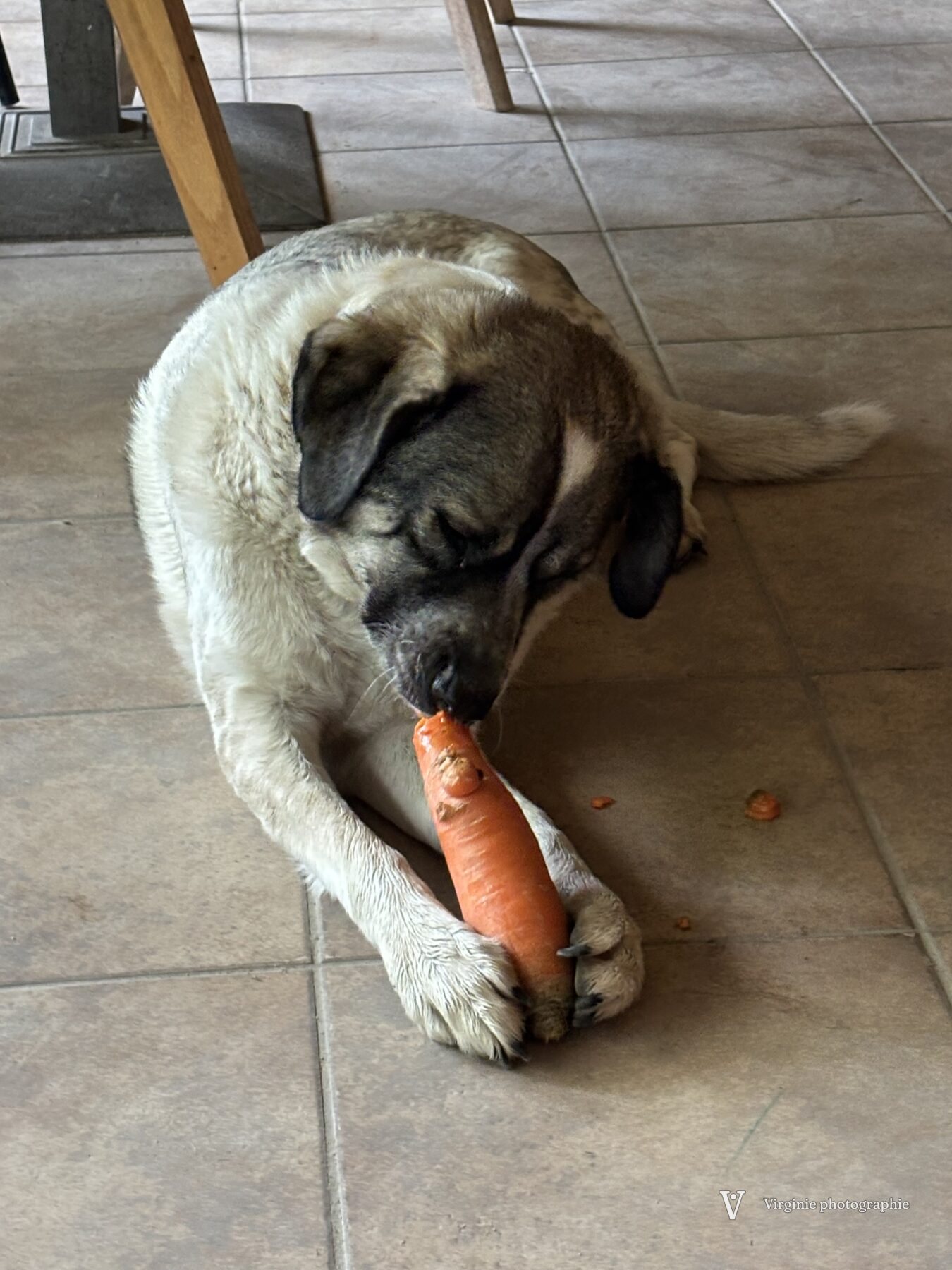 Photo : Gaia avec une carotte