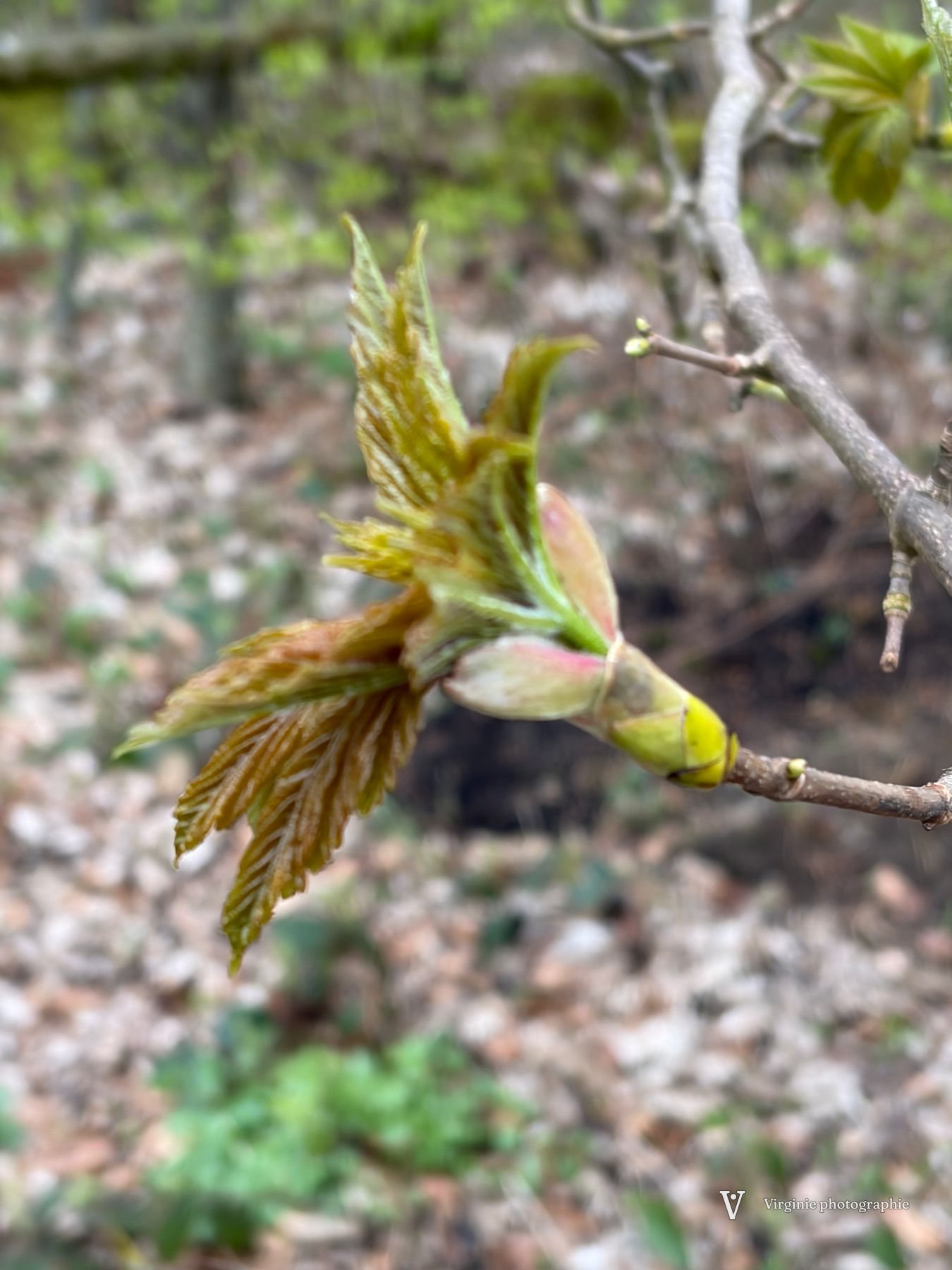 Un bourgeon d’érable qui s’ouvre, feuilles froissées vert tendre