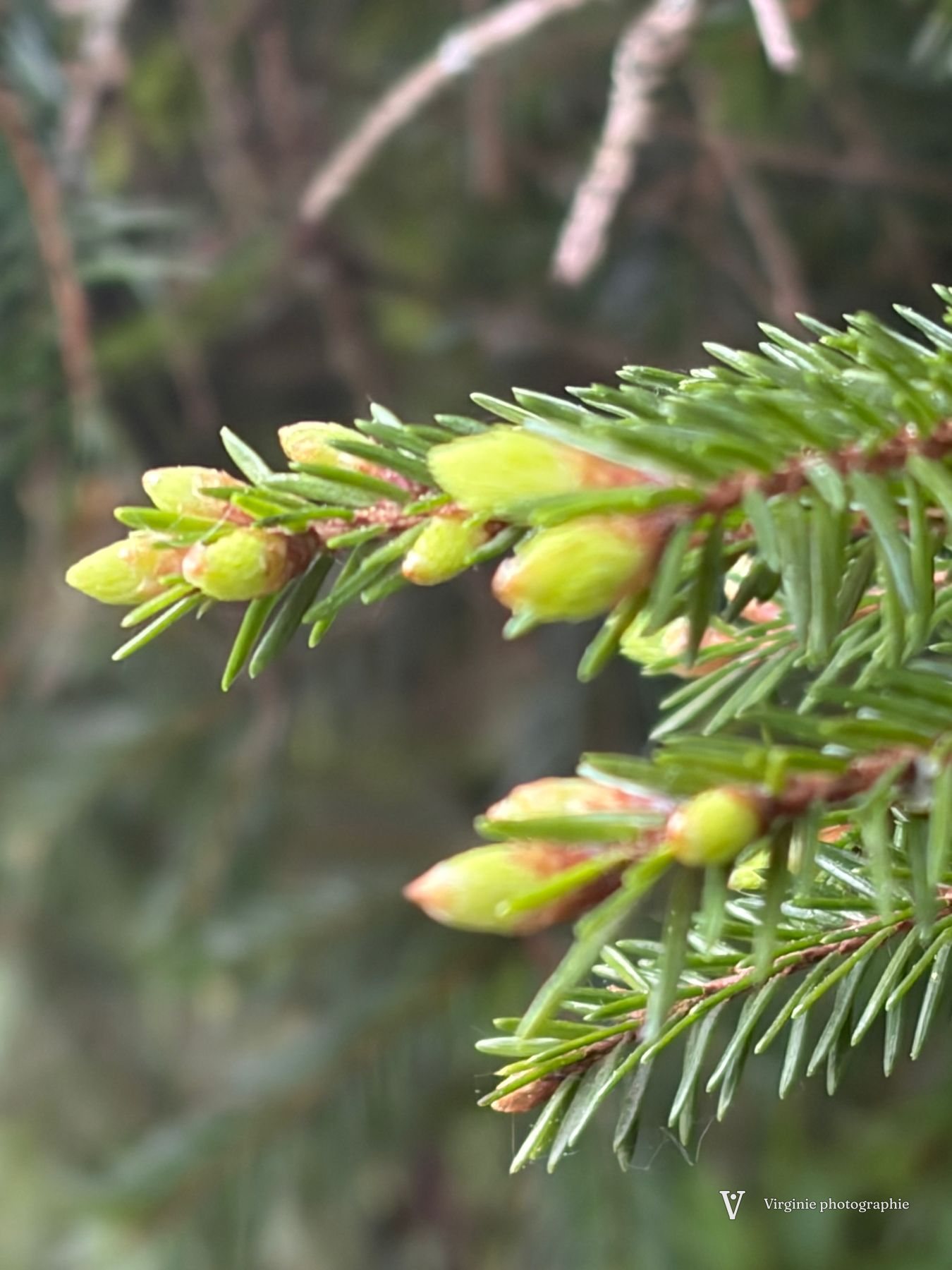 Des pousses vert clair au bout d’une branche de sapin