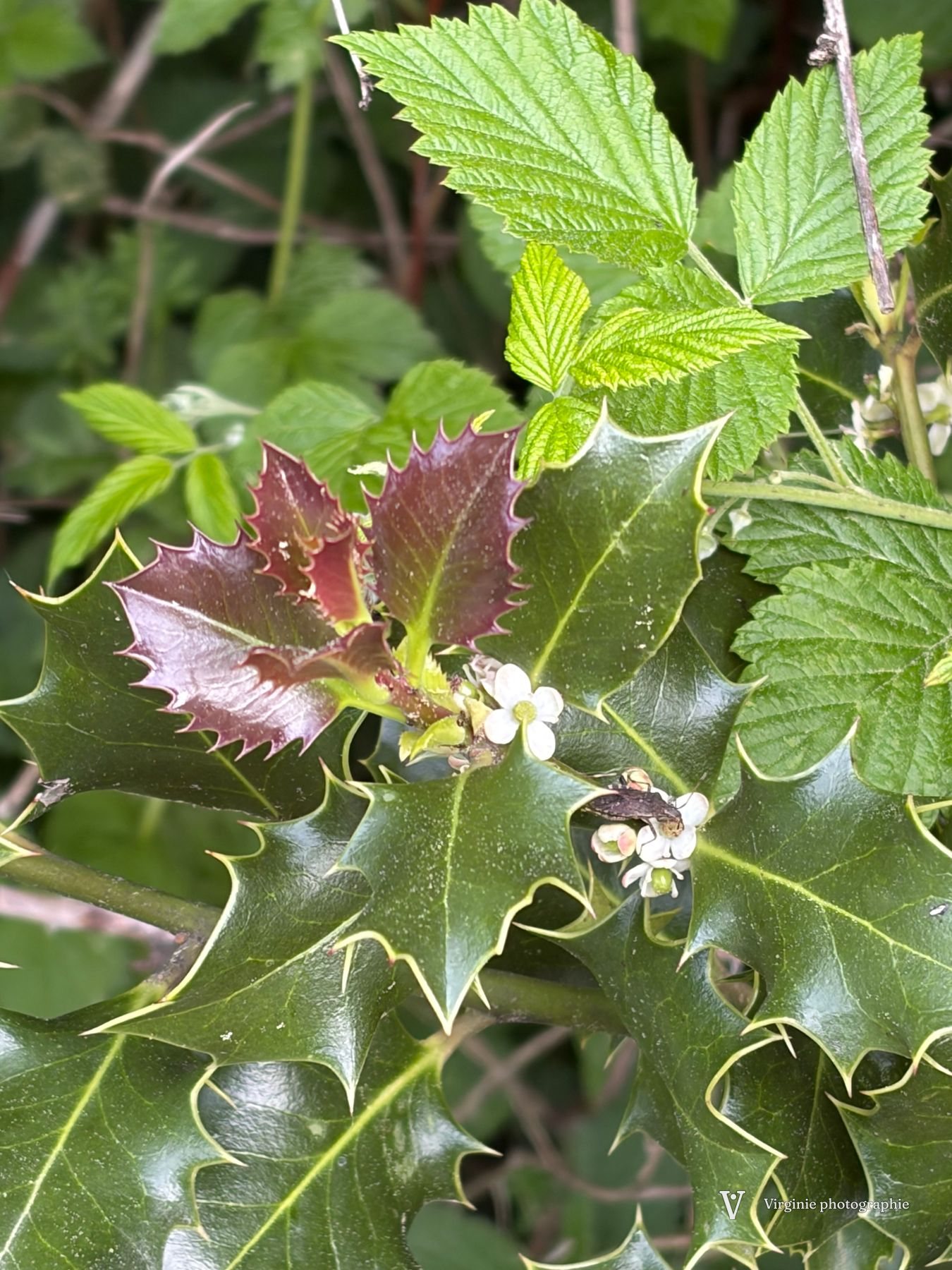Des feuilles de houx luisantes et de petites fleurs blanches