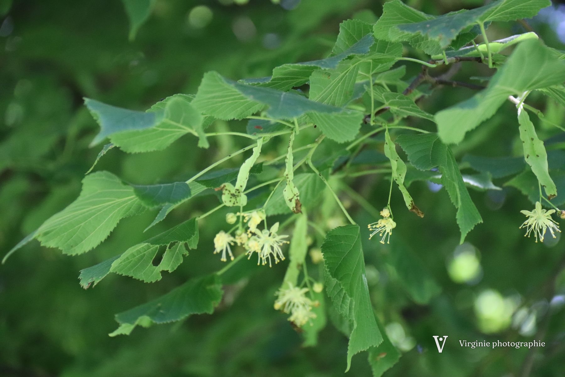 Une branche de tilleul en fleur