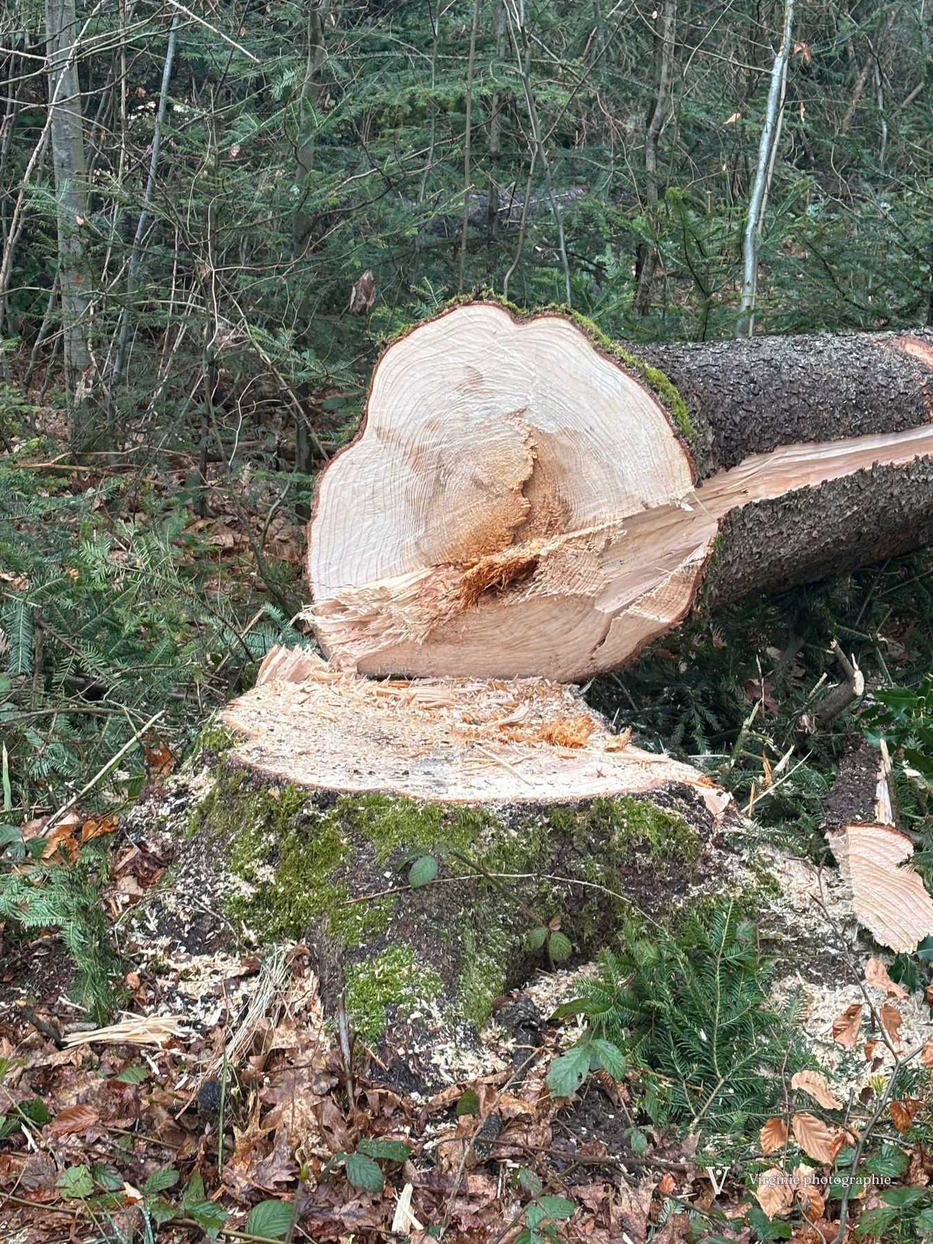 Un tronc fraîchement coupé dans un sous-bois