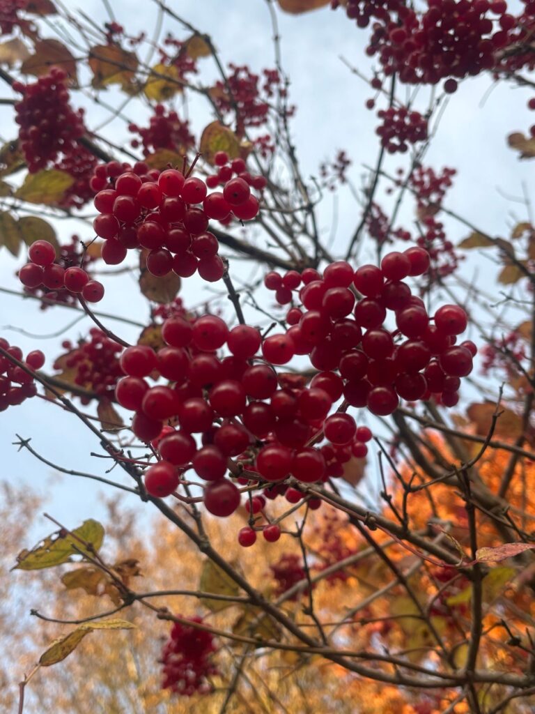 Des grappes de baies rouges sur fond de ciel bleu et de feuilles d’automne