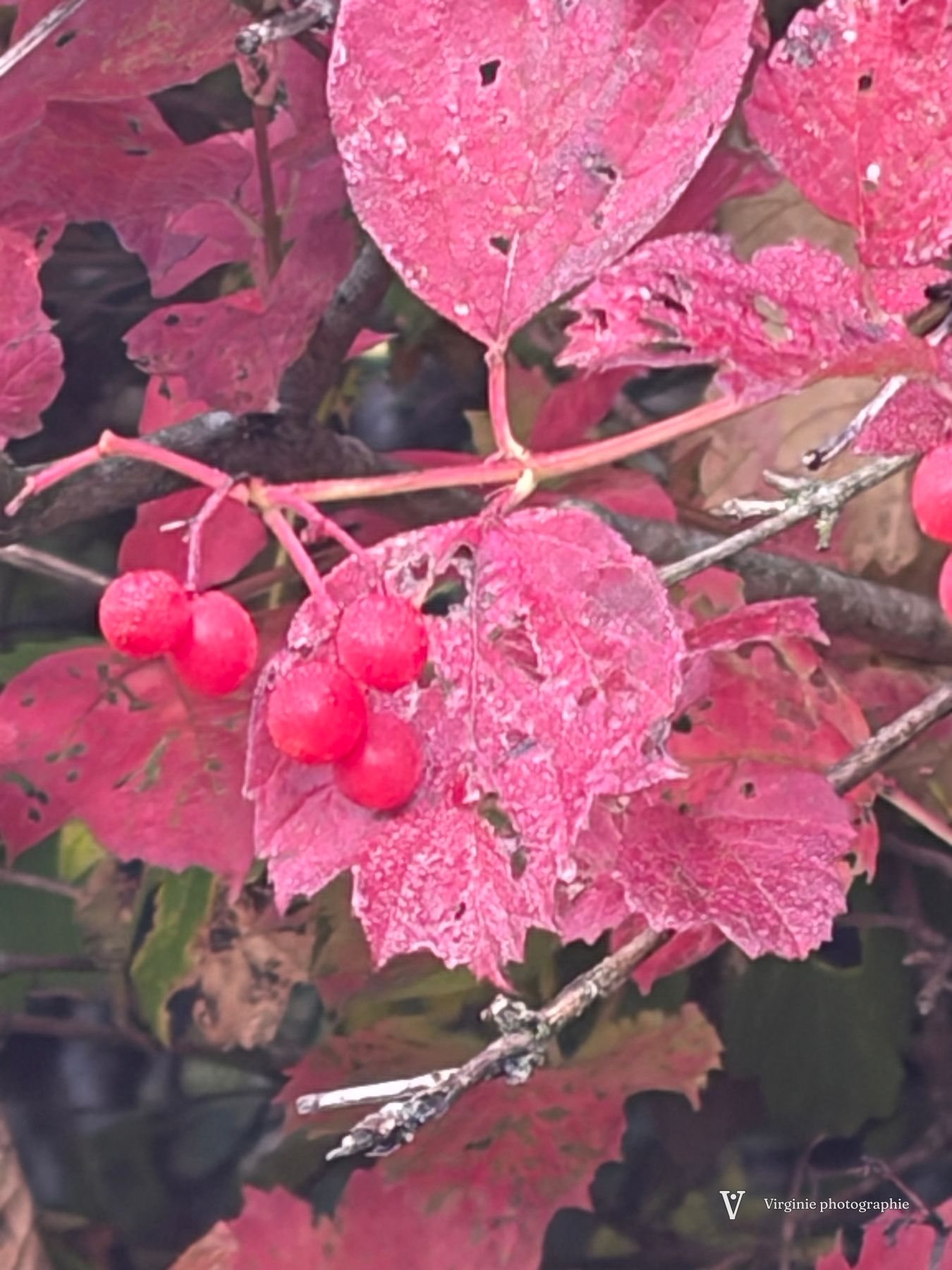 Des baies rouges translucides parmi des feuilles rouges