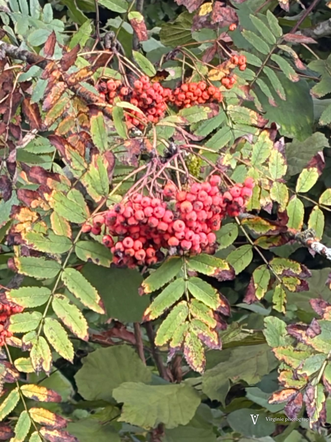 Des grappes de baies orange de sorbier parmi les feuilles