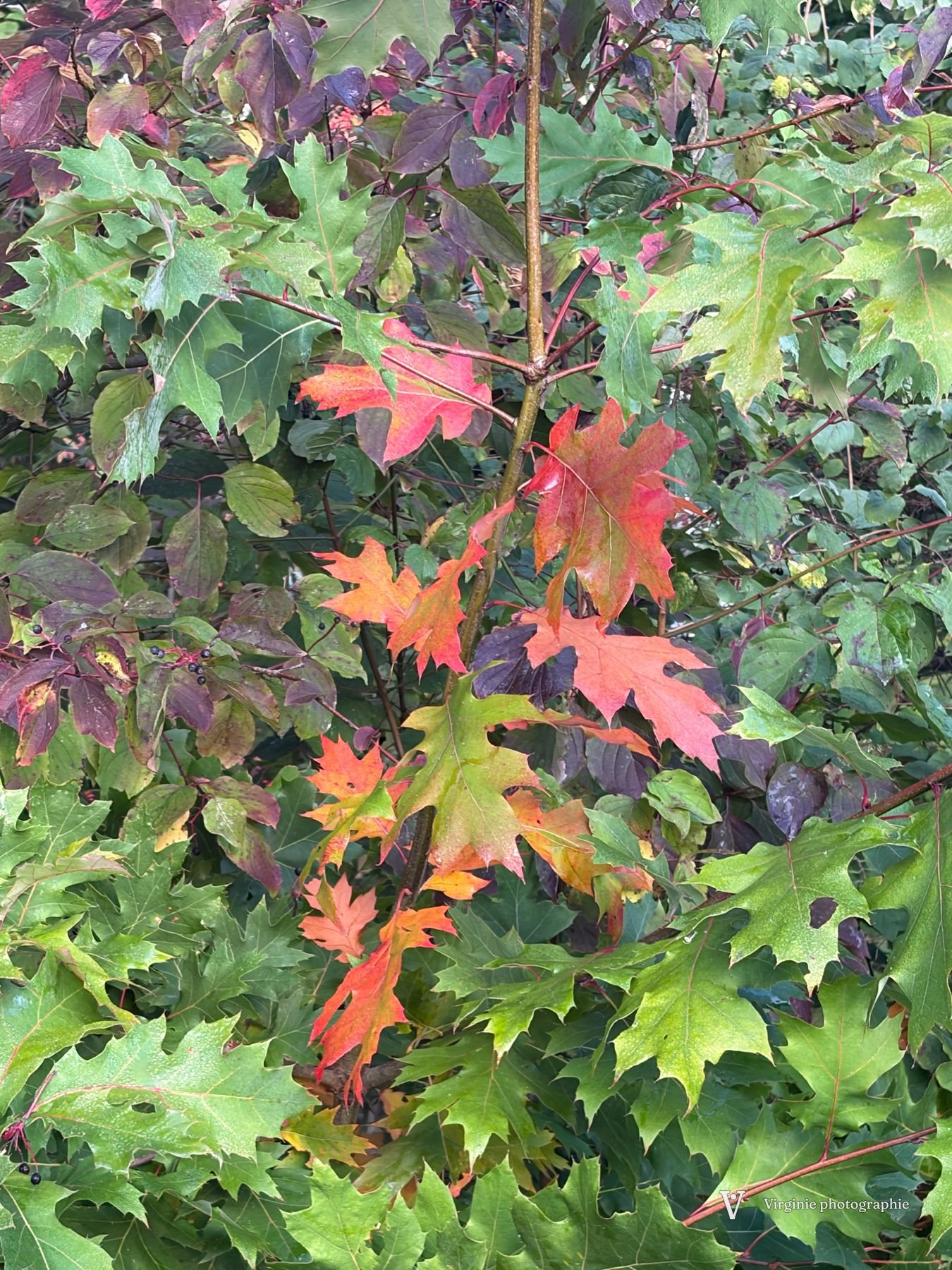 Des feuilles d’érable vertes, jaunes et orange mêlées