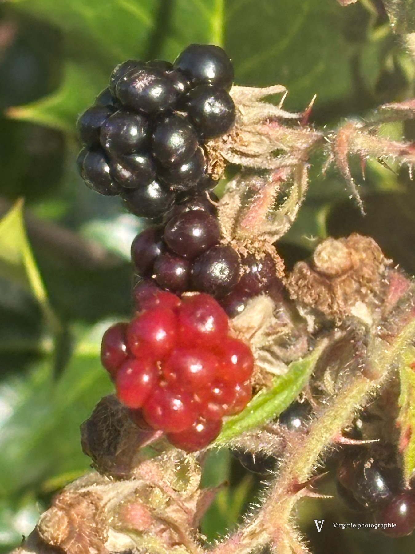 Des mûres noires et rouges sur la ronce