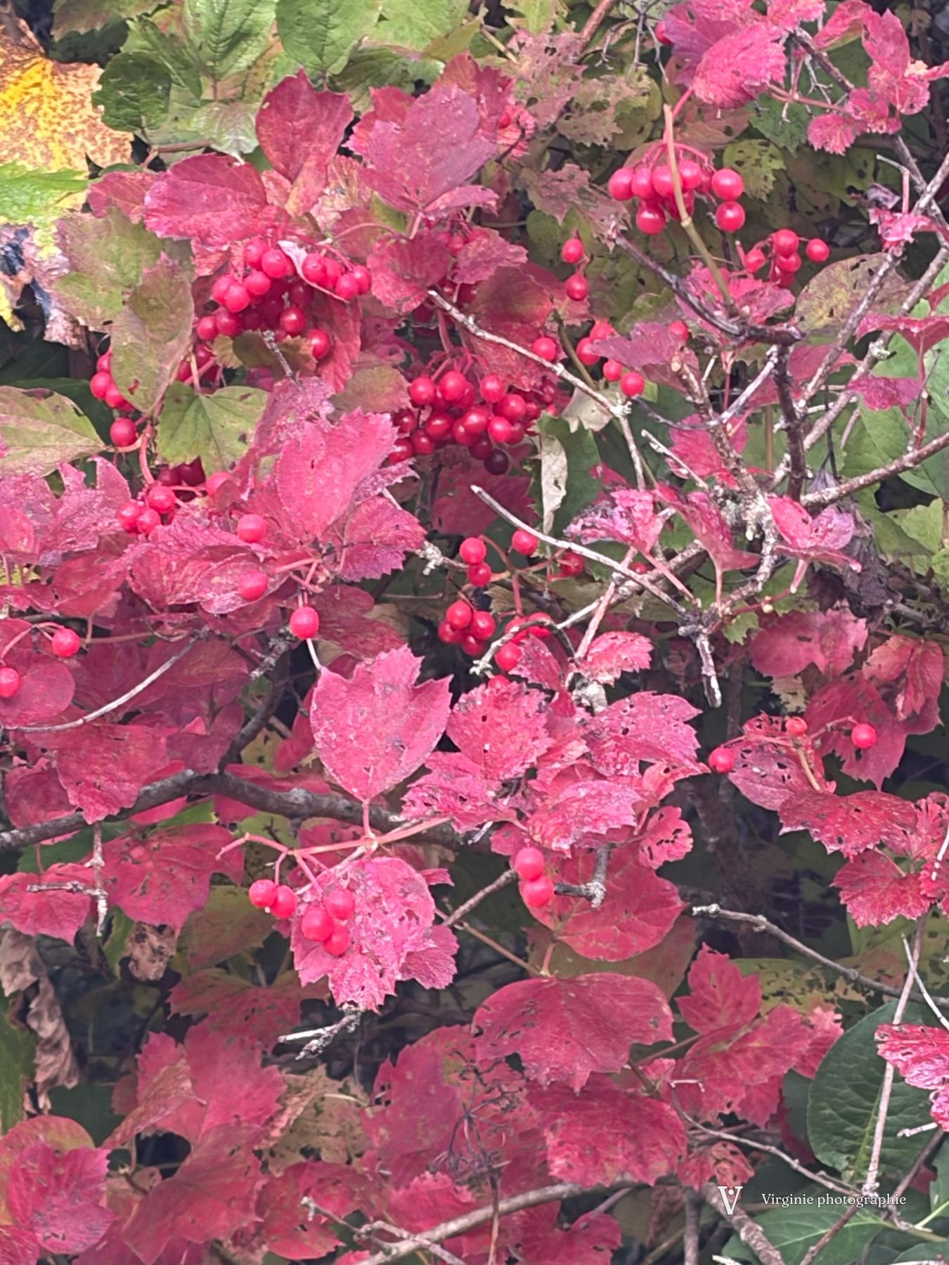 Un buisson aux feuilles rouges vif constellé de baies