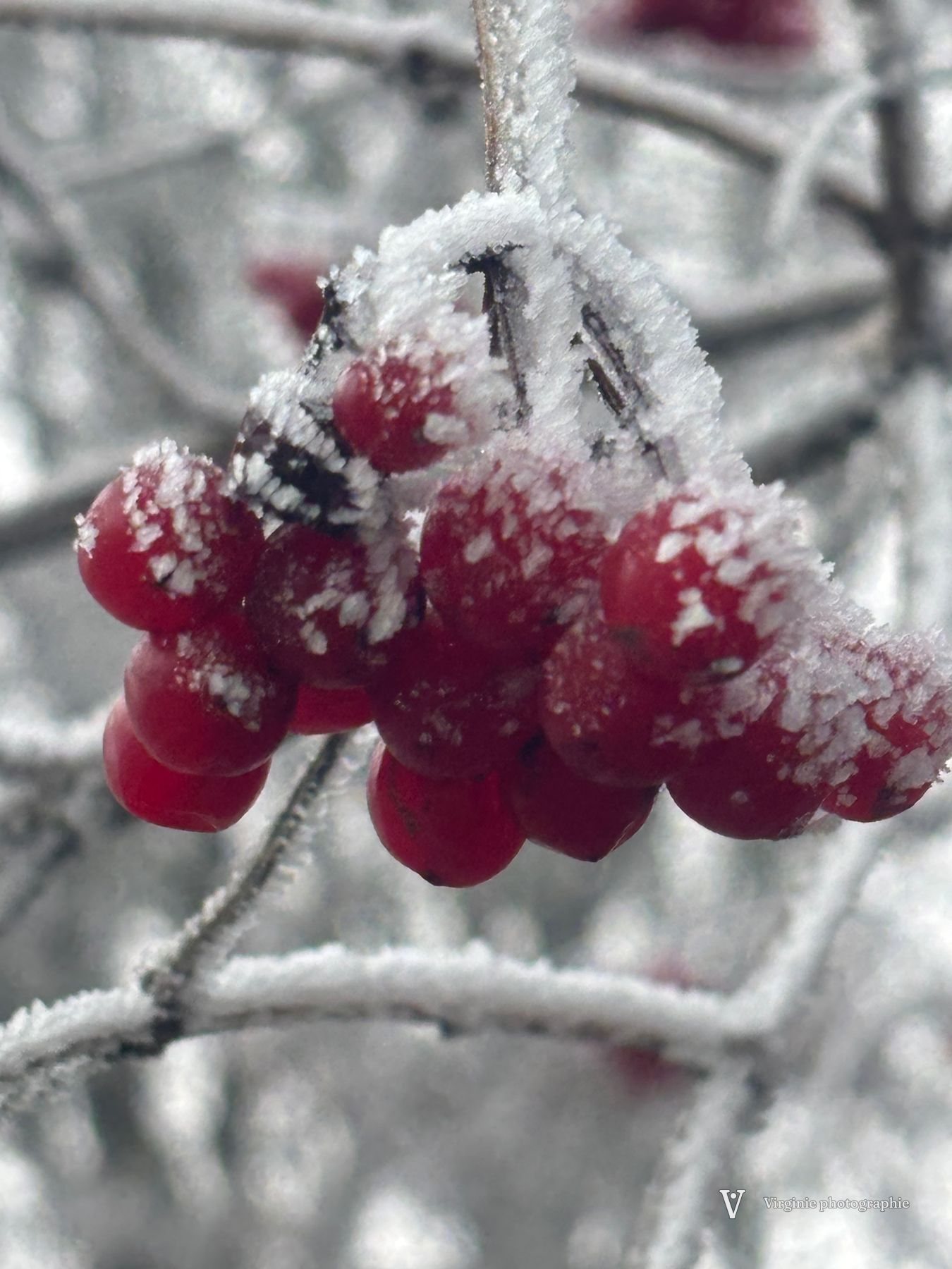 Des baies rouges couvertes de neige fraîche