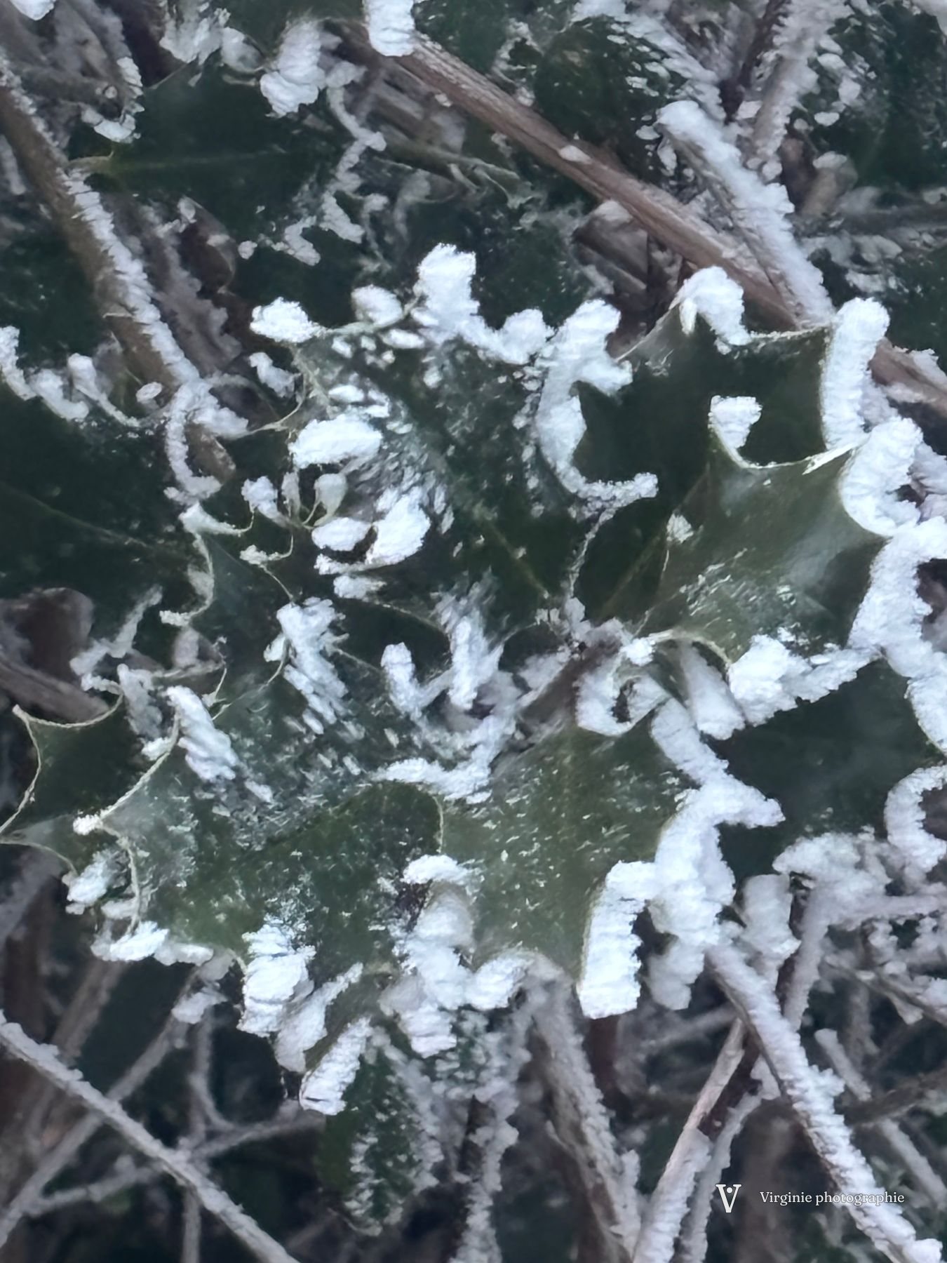 Des feuilles de houx bordées de givre blanc