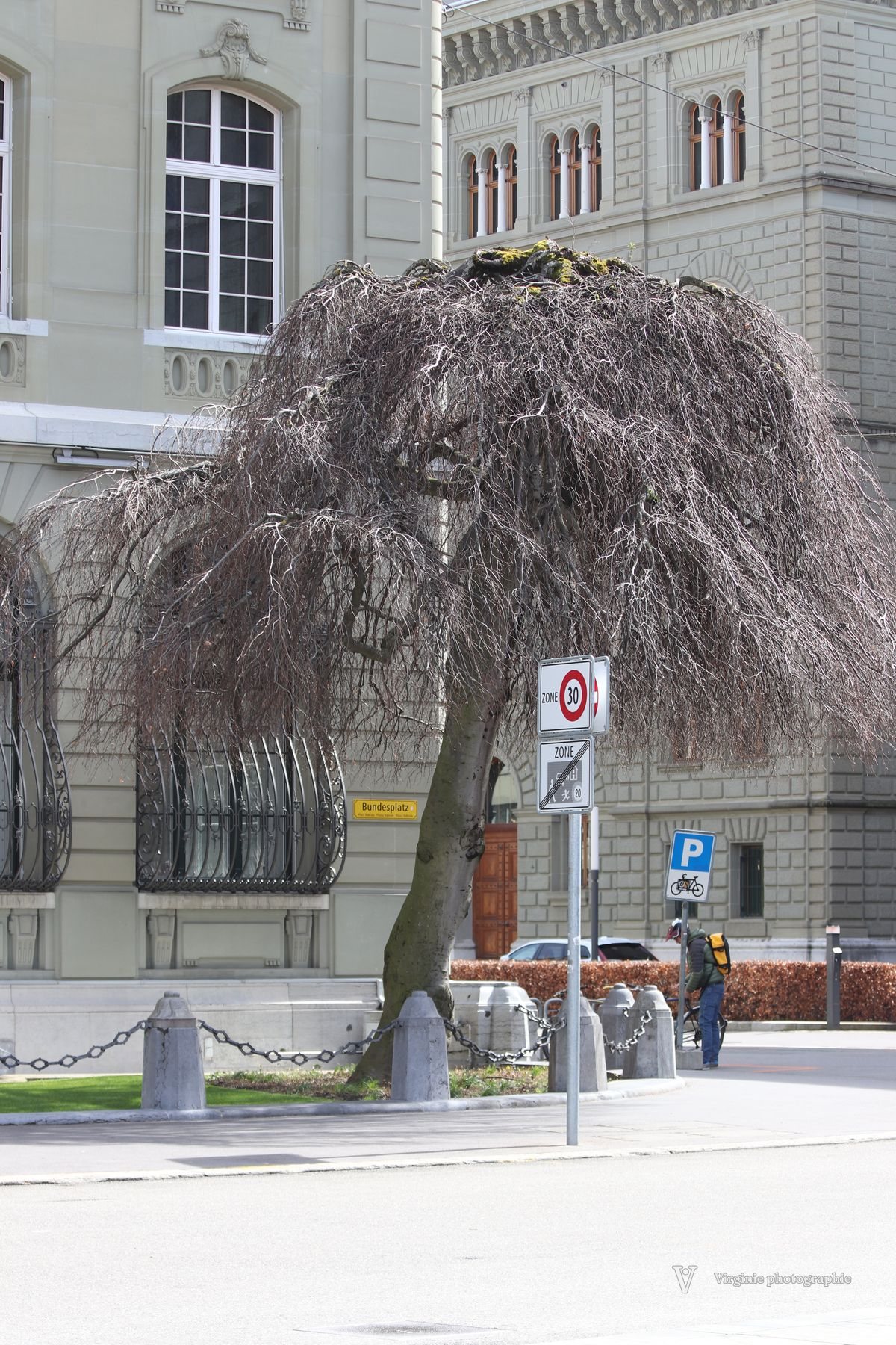 Un saule pleureur devant une façade de pierre