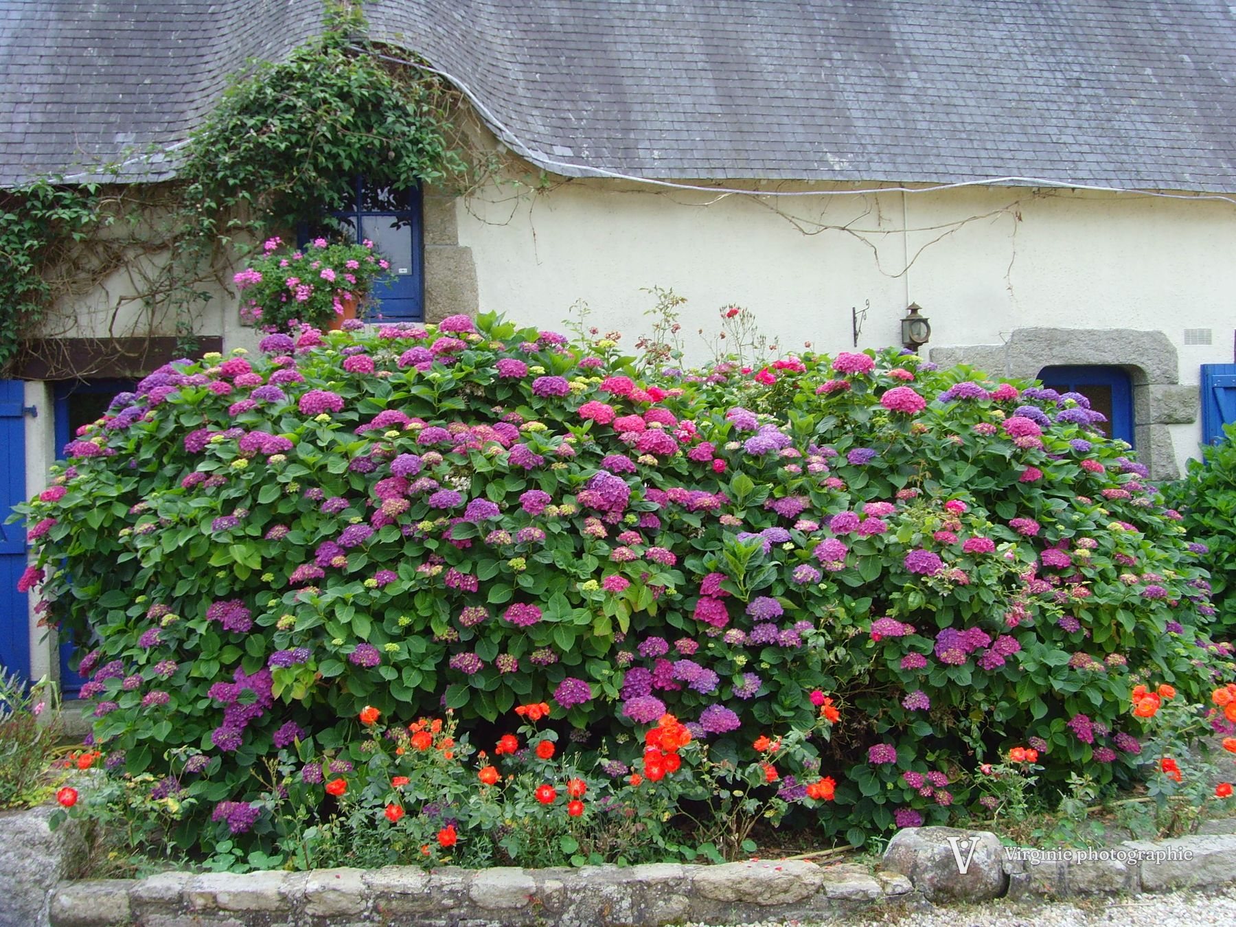 Une maison au toit de chaume derrière un massif d’hortensias roses