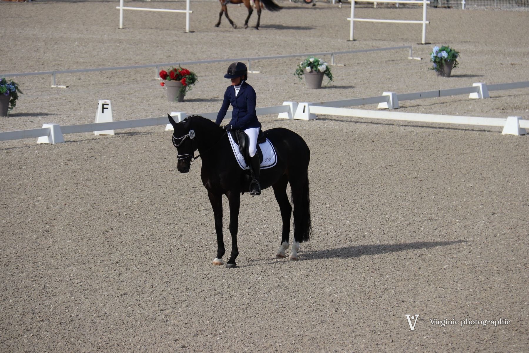 Une cavalière sur une jument noire, au pas dans une carrière de dressage