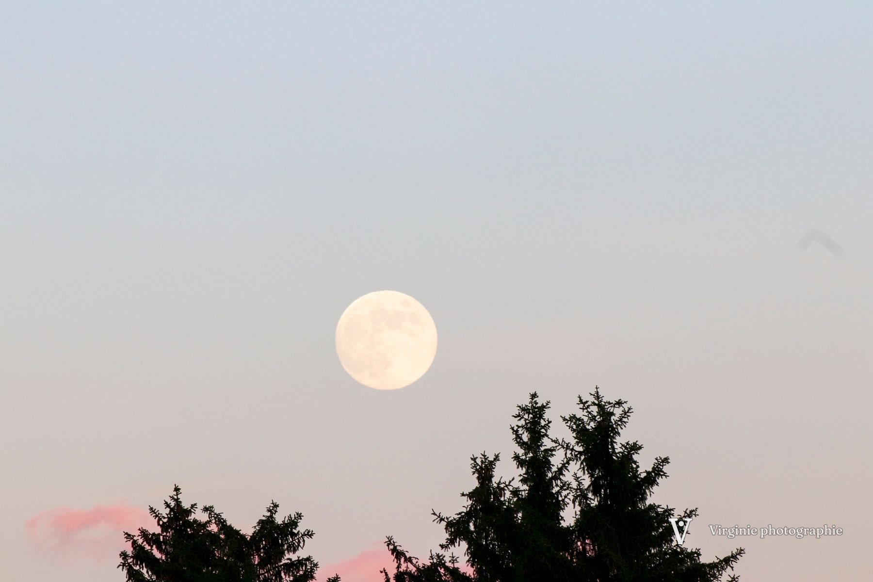 La pleine lune dans un ciel pâle, au-dessus de la cime des sapins