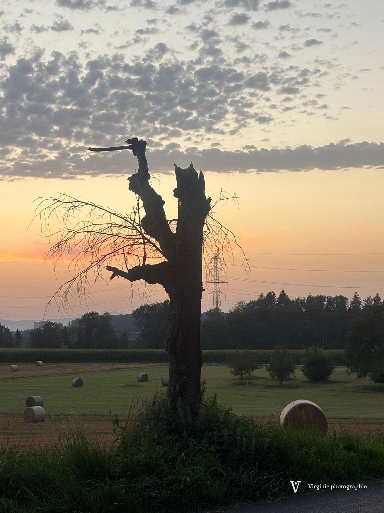 Un arbre mort se découpe sur un ciel de soleil couchant