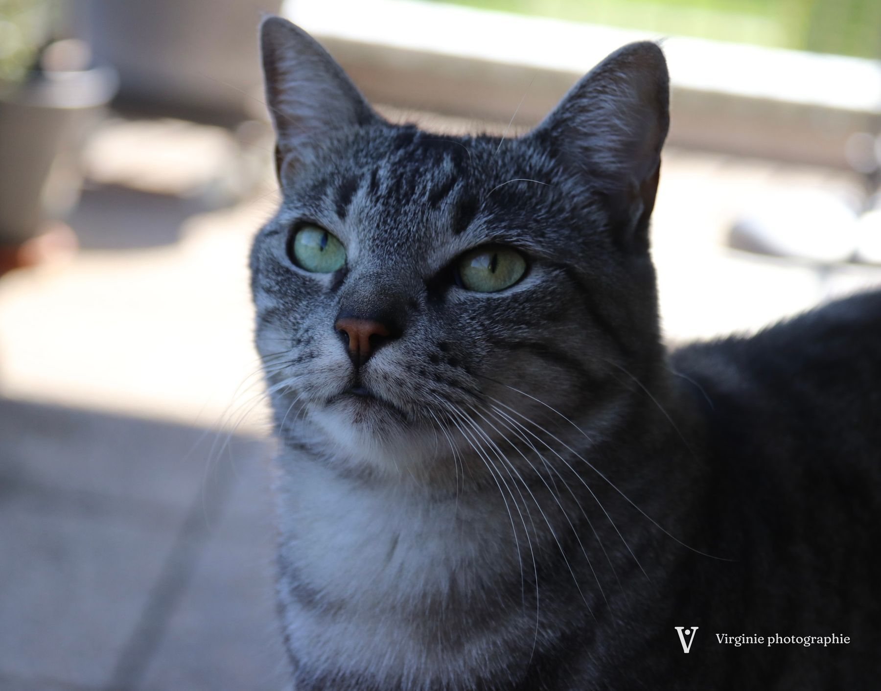 Un chat tigré gris regarde l’objectif, au soleil