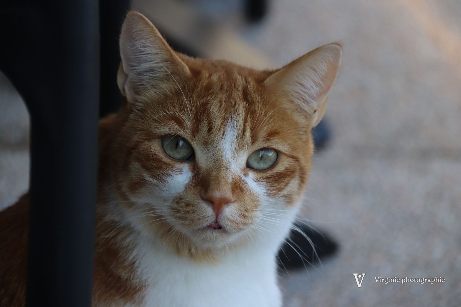 Un chat roux et blanc fixe l’objectif