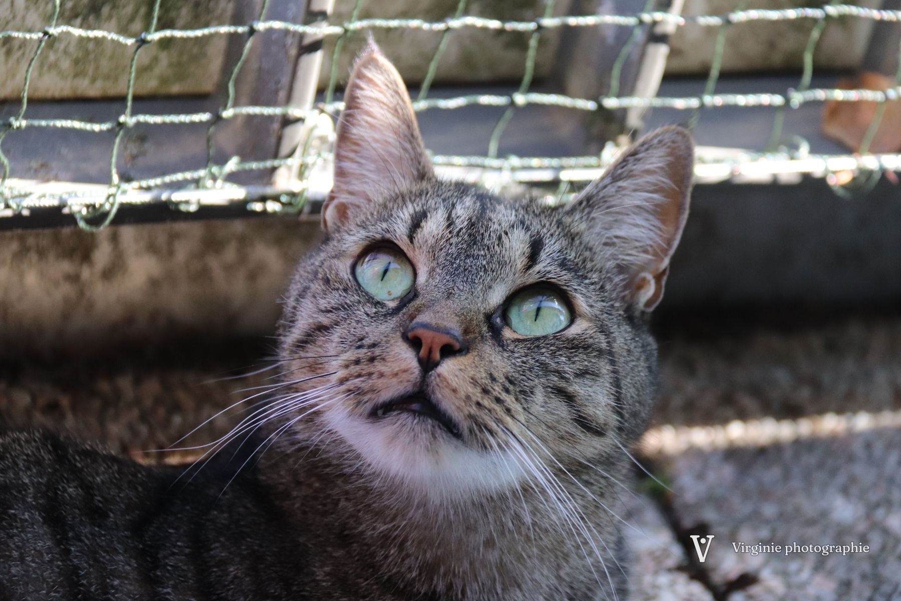 Un chat tigré lève la tête vers le haut, couché devant un grillage