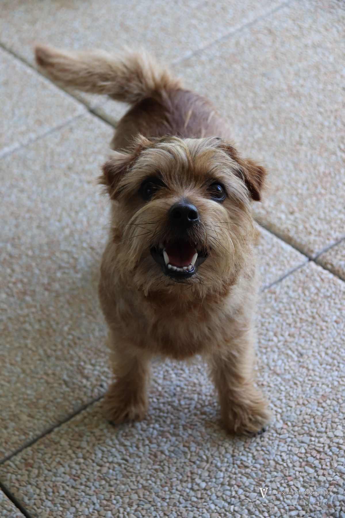 Un petit chien terrier au poil fauve, assis, qui regarde vers le haut