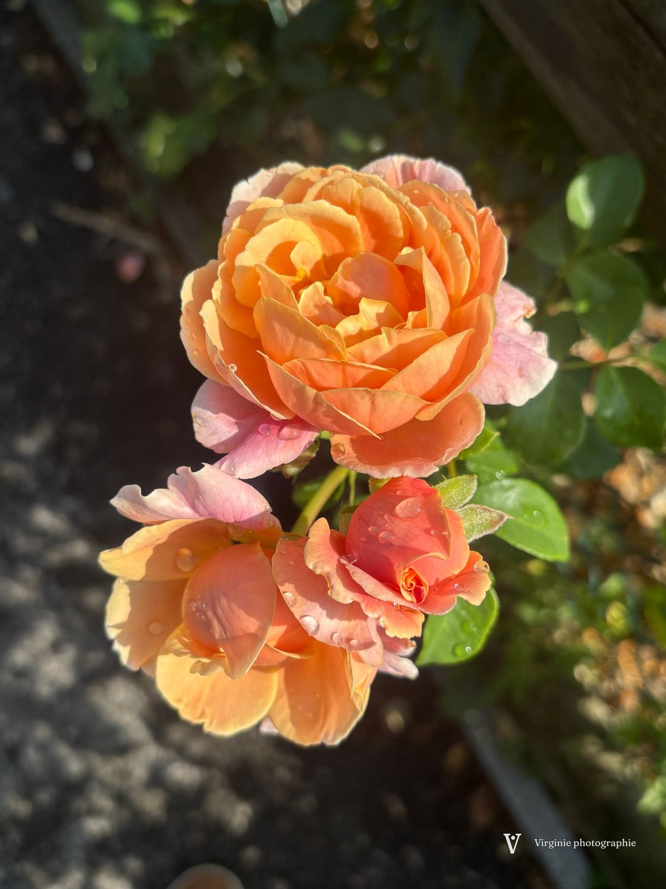 Trois roses orange et pêche épanouies, sur un fond de feuillage sombre