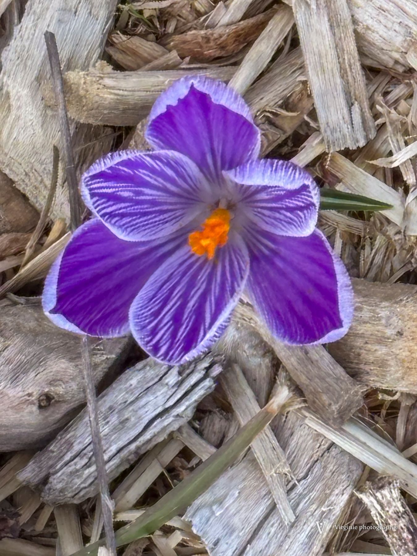 Un crocus violet strié, le cœur orange, entre des copeaux de bois