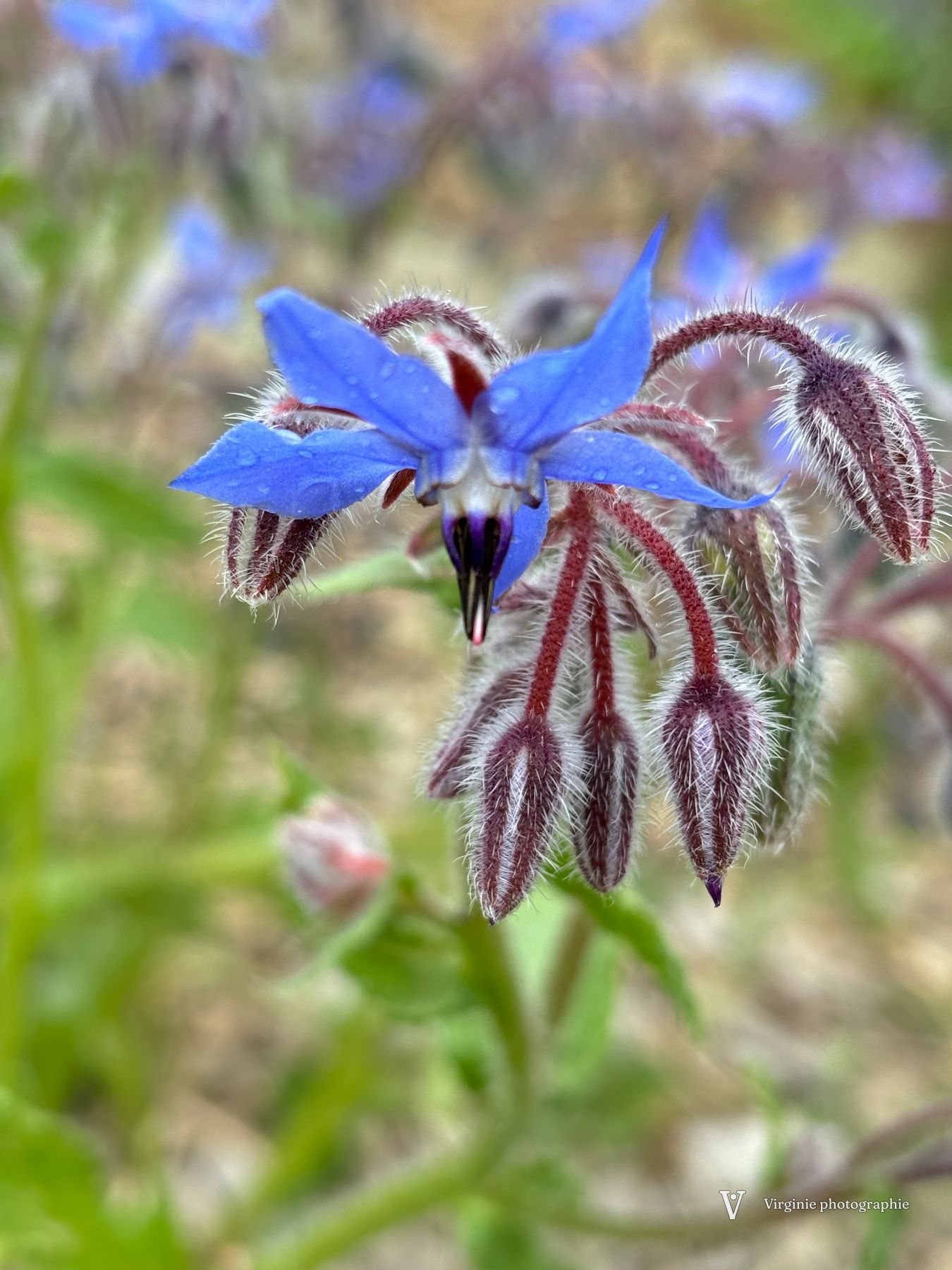 Une fleur de bourrache bleue en étoile, entourée de boutons velus