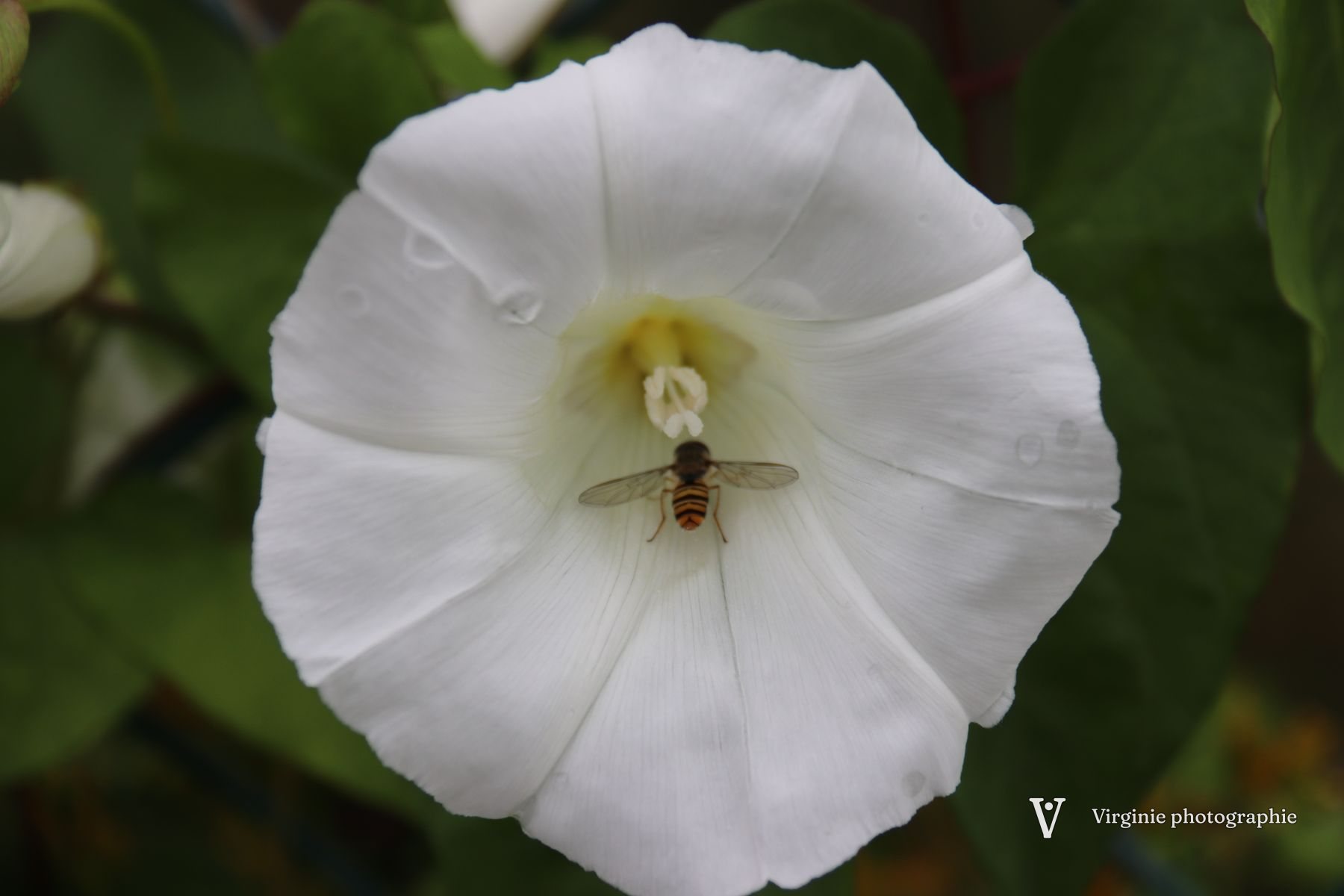 Un syrphe rayé posé au cœur d’une grande fleur blanche de liseron