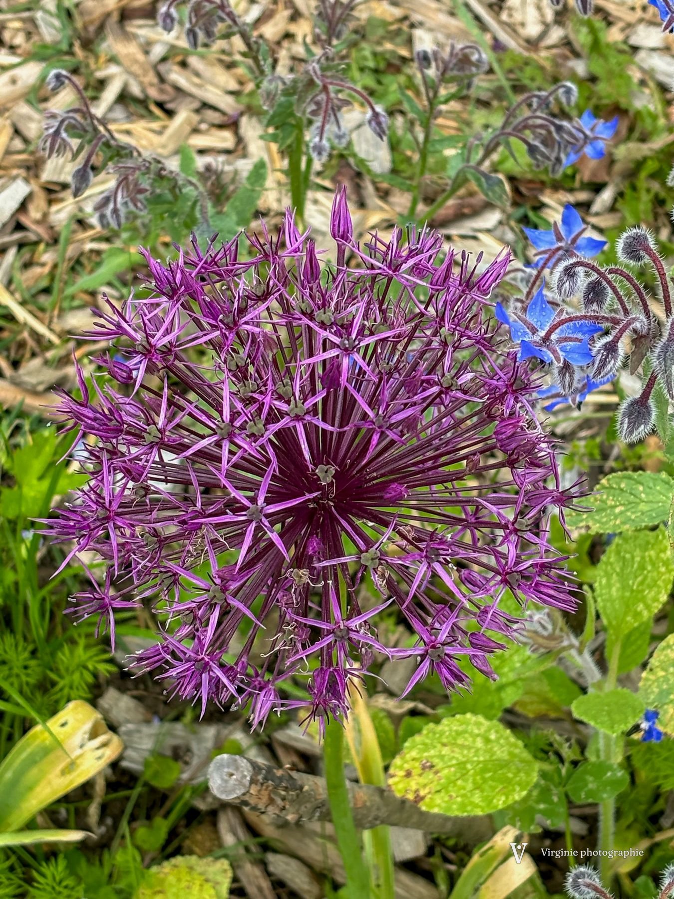 Une boule d’allium violette faite de dizaines de petites étoiles