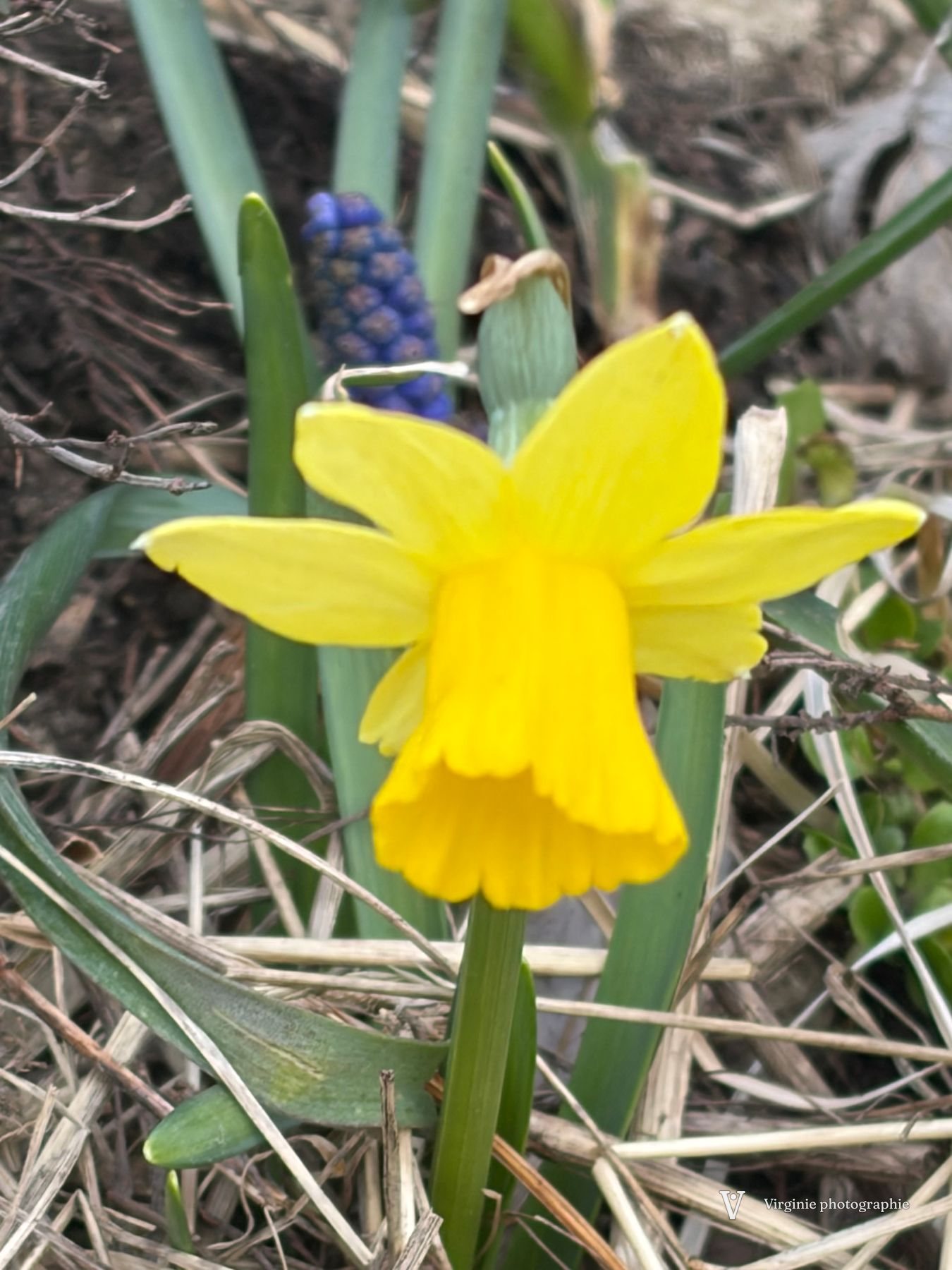 Une jonquille jaune vif dans l’herbe sèche du printemps