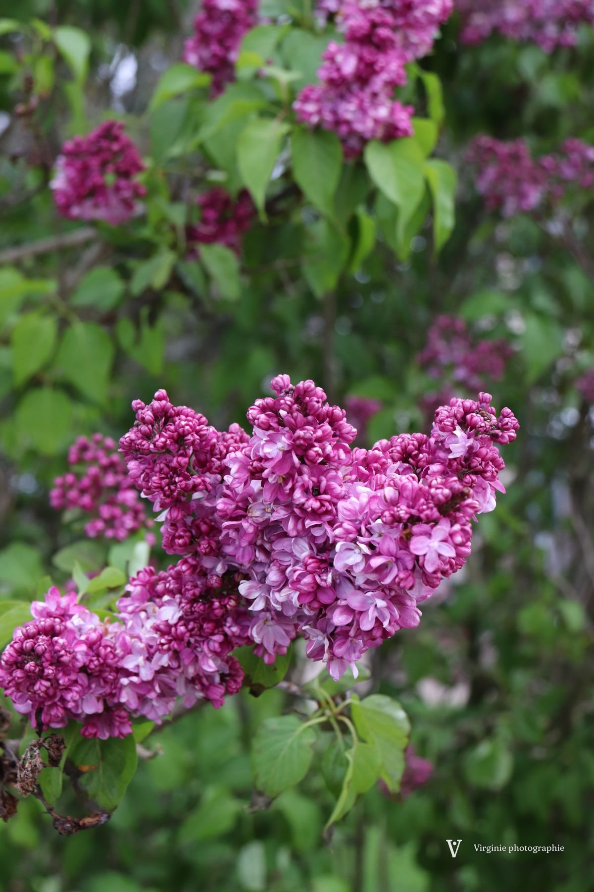 Une grappe de lilas mauve foncé