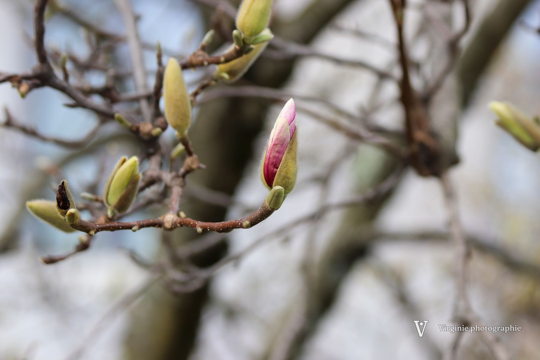Un bouton de magnolia rose qui s’ouvre au bout d’une branche