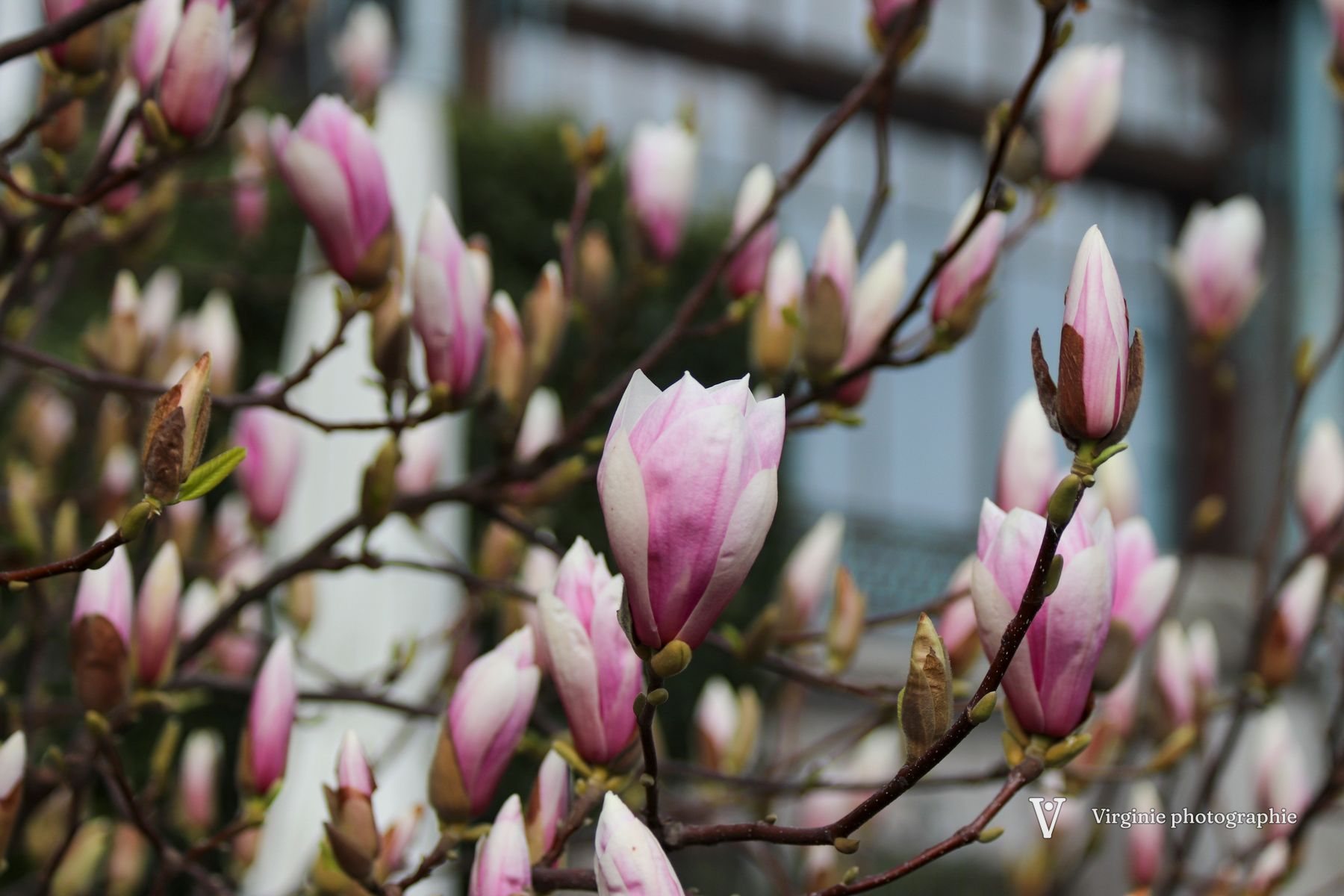 Des dizaines de fleurs de magnolia roses et blanches sur les branches