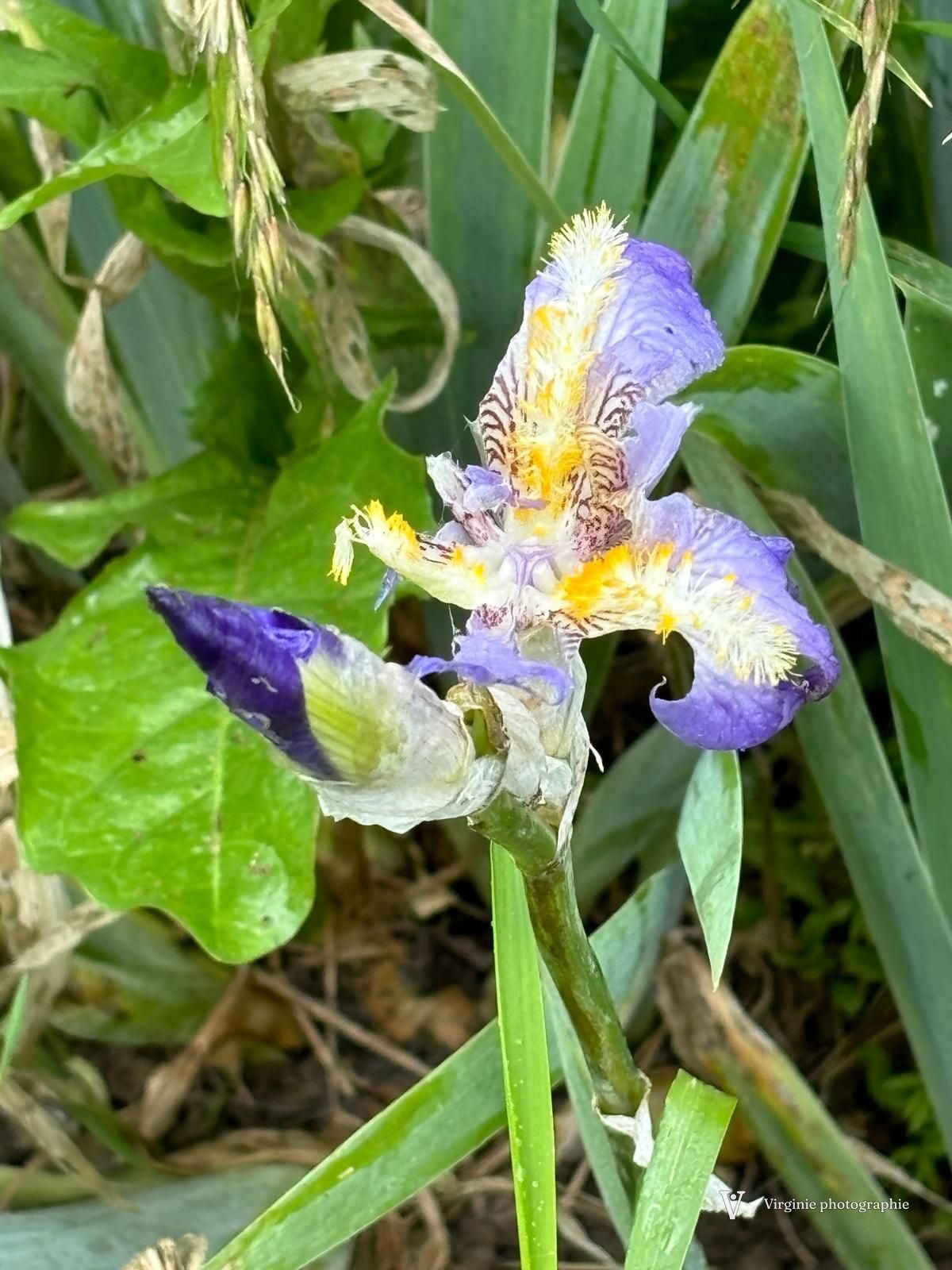 Un iris mauve et jaune aux pétales veinés