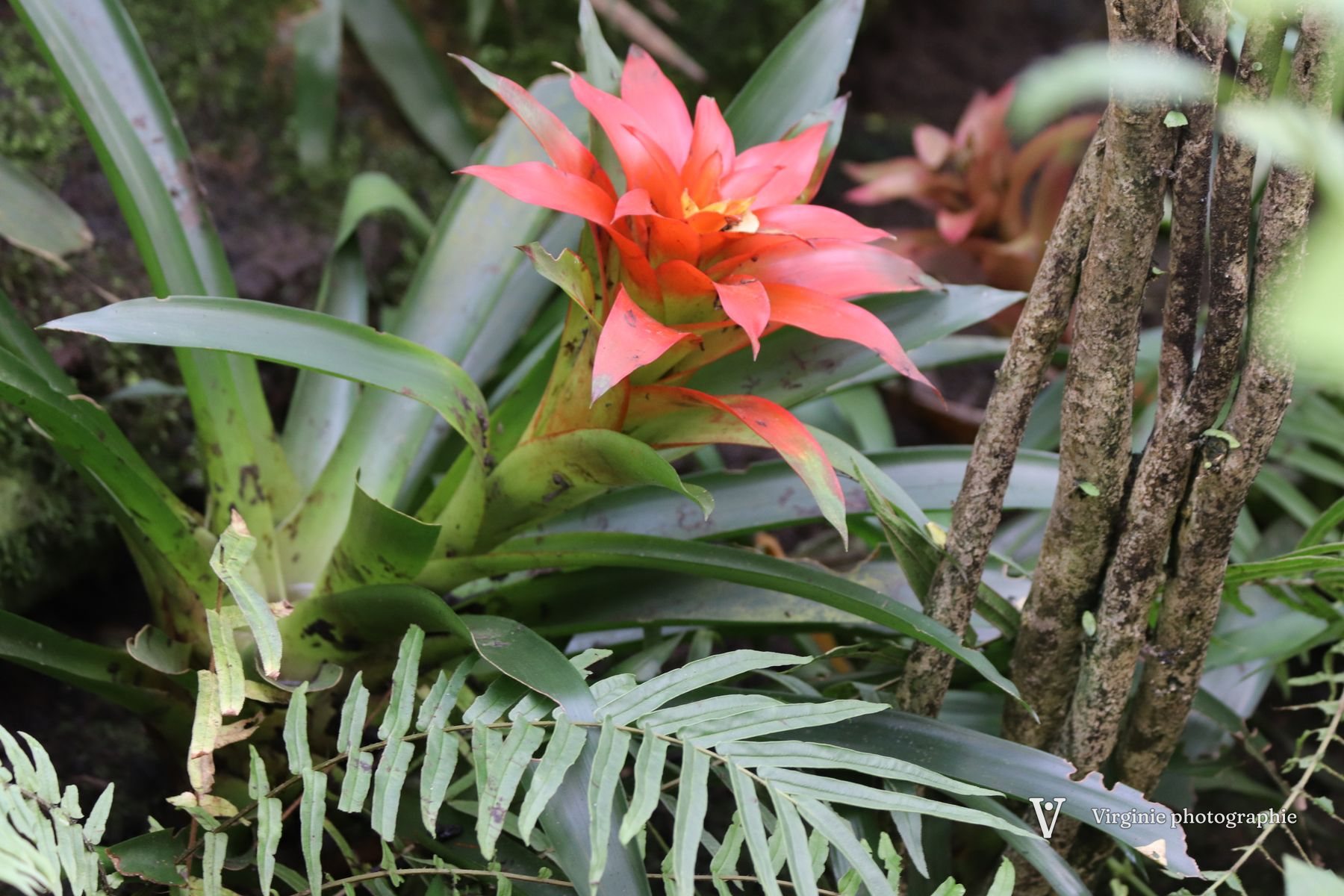 Une fleur de bromélia rouge orangé au milieu de longues feuilles