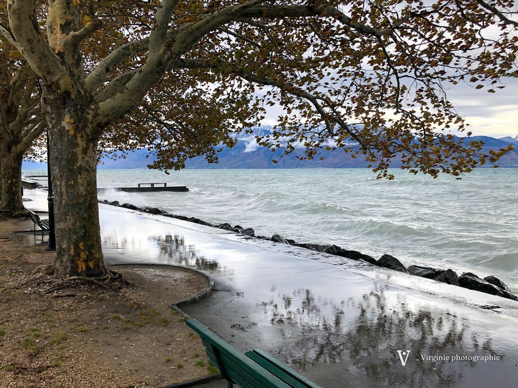 Le lac déborde sur la promenade, sous les branches d’un grand platane
