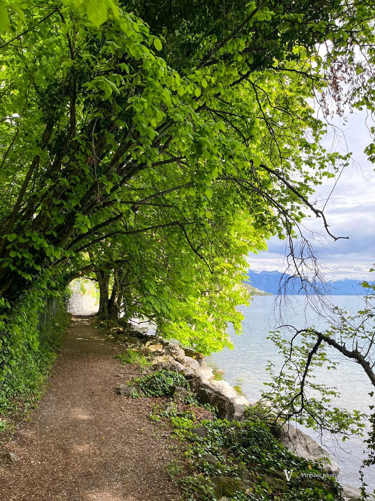 Un sentier sous une voûte d’arbres verts, au bord du lac