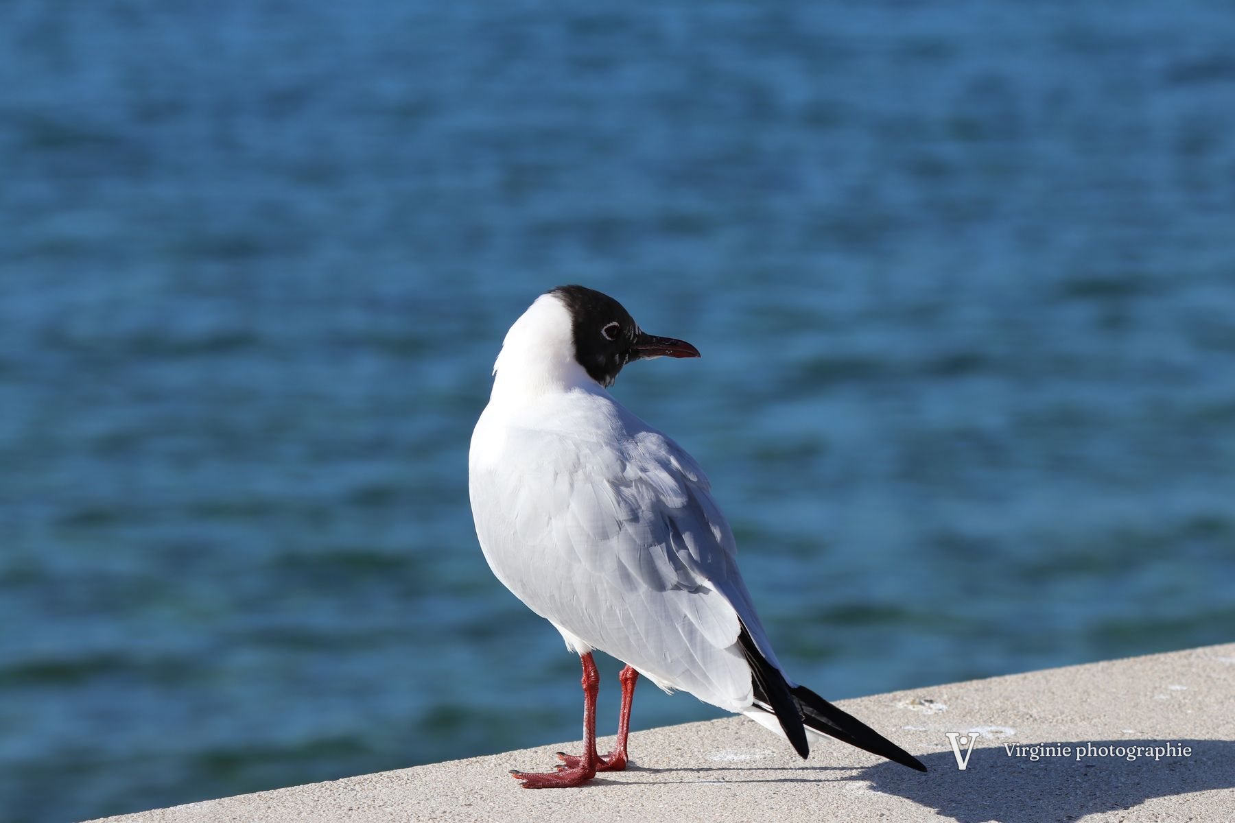 Une mouette rieuse au capuchon noir posée sur un muret, le lac bleu derrière