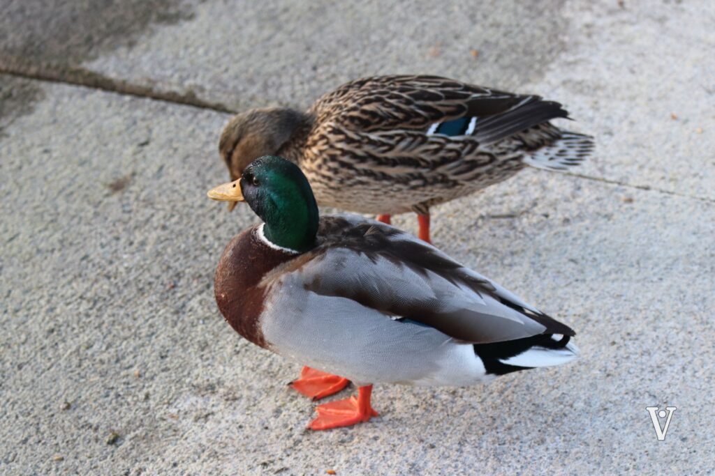 Exemple de tirage : un couple de colverts sur la pierre, le mâle à tête verte devant la cane