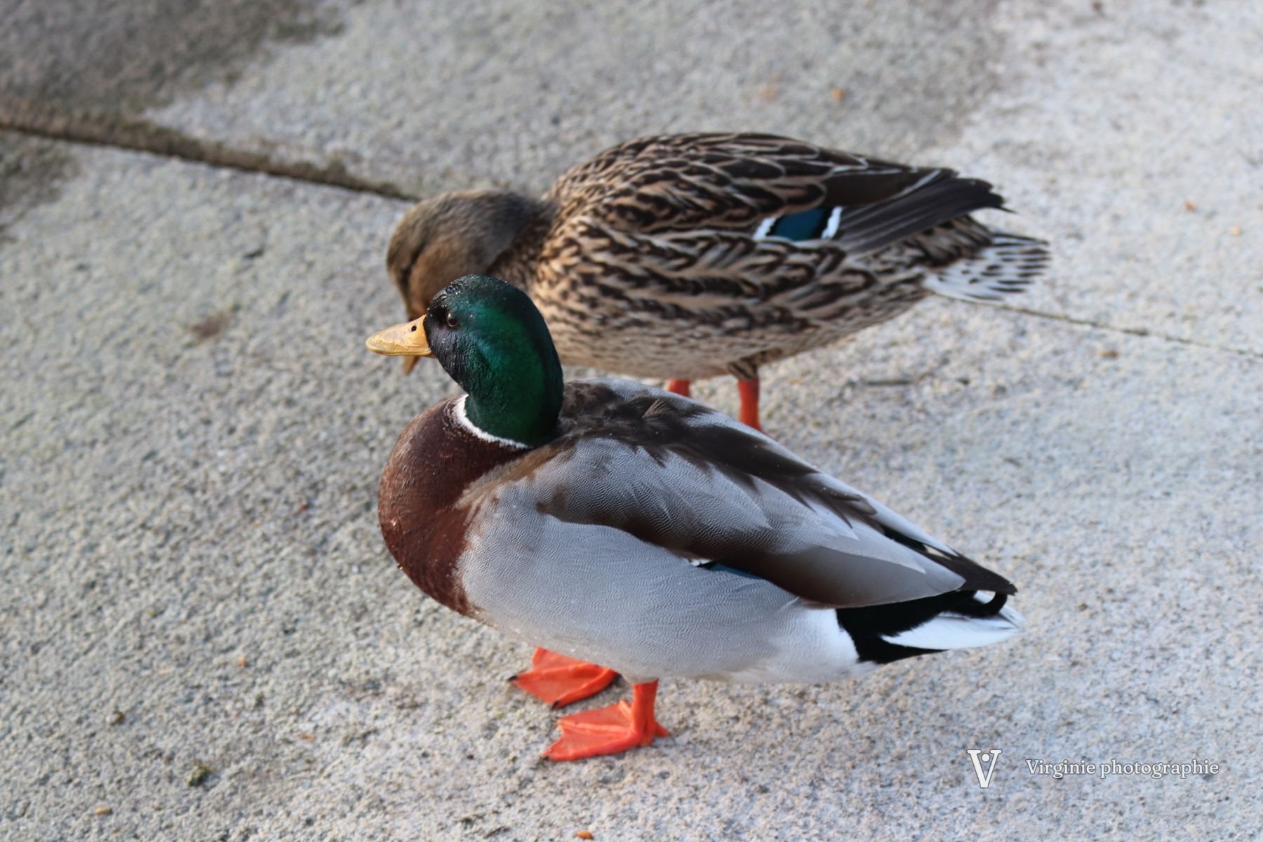 Un couple de colverts sur la pierre, le mâle à tête verte devant la cane