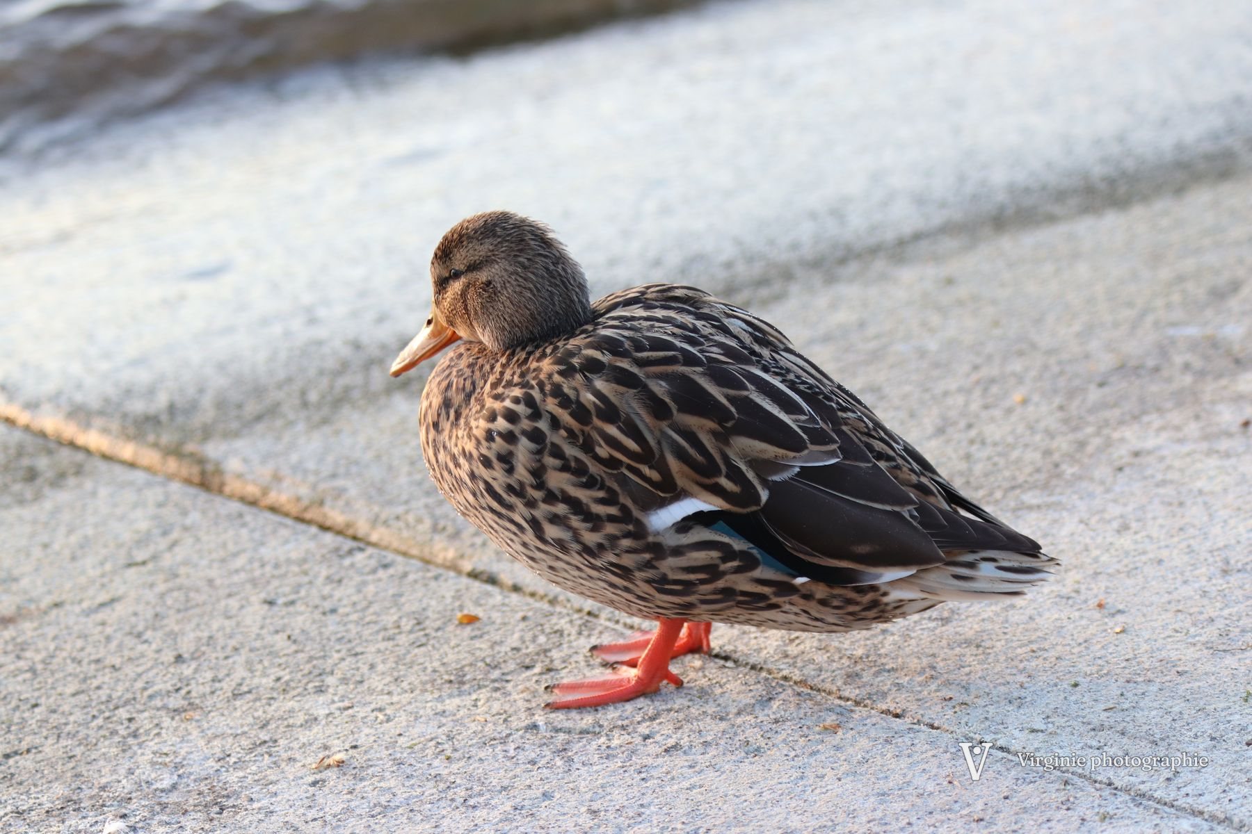 Une cane colvert au plumage brun moucheté, debout sur un quai