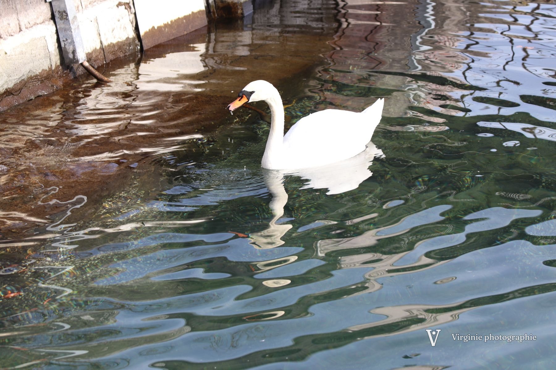 Un cygne blanc glisse sur l’eau, son reflet brisé par les vaguelettes