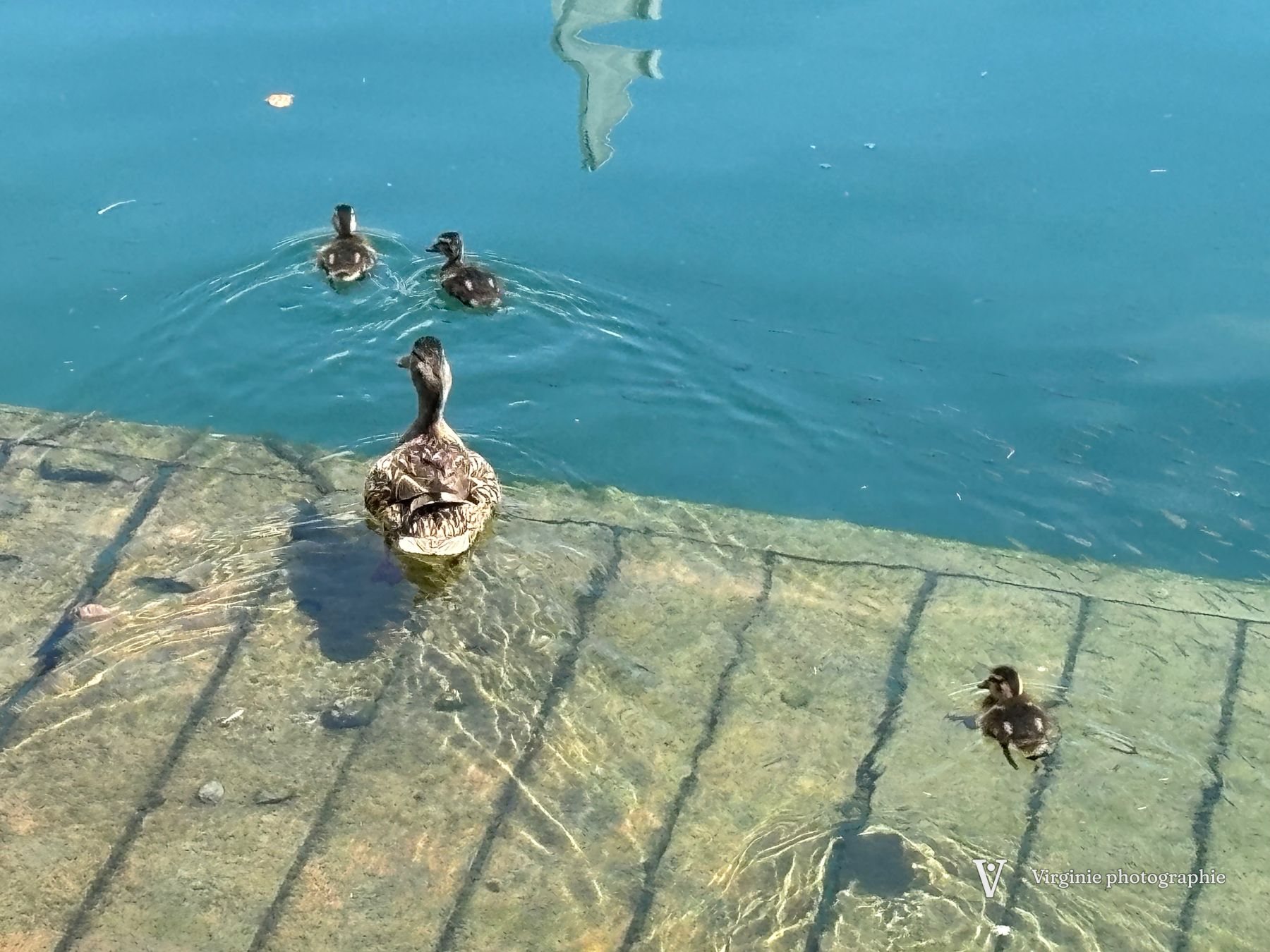 Une cane et ses canetons nagent dans une eau turquoise